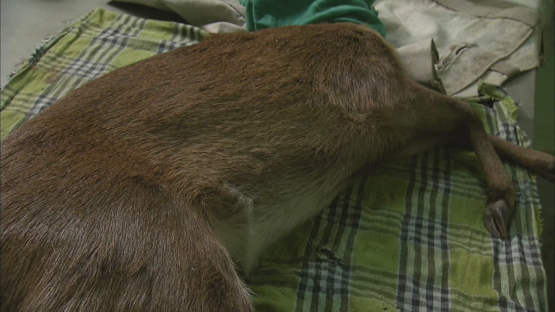 302163313 / Indian Hog Deer / Veterinary Science / India