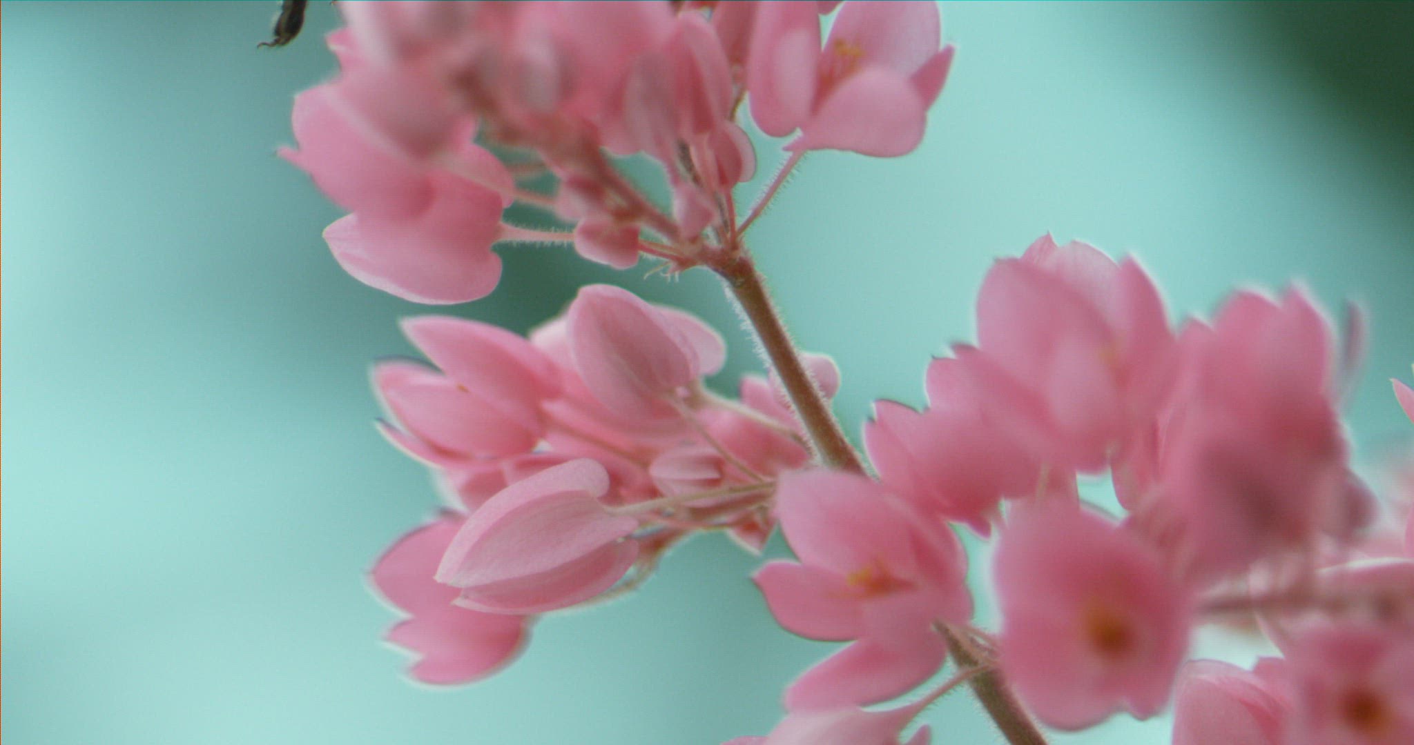 958728020 / Bee / Collecting Pollen