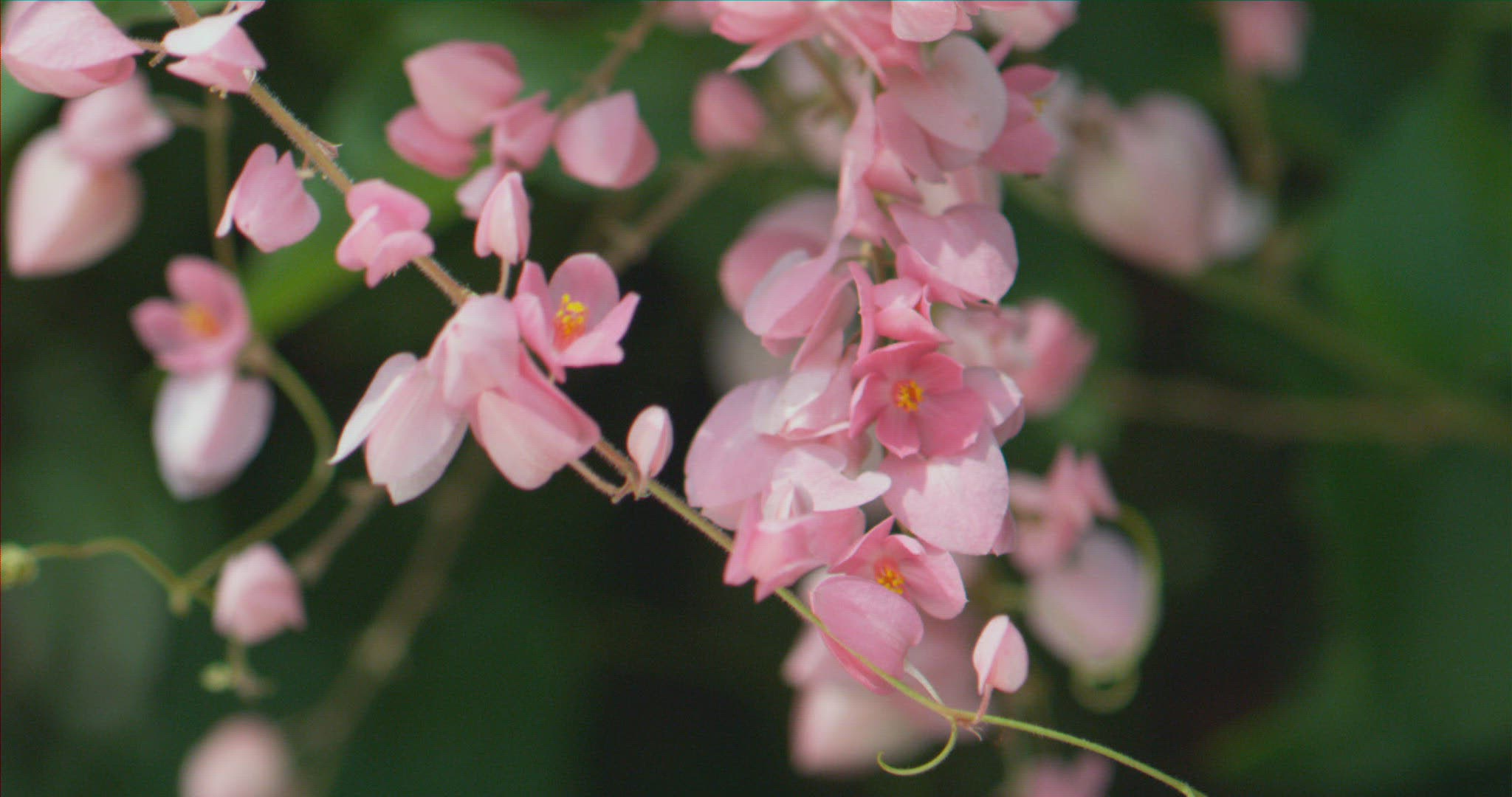 832275875 / Bee / Collecting Pollen