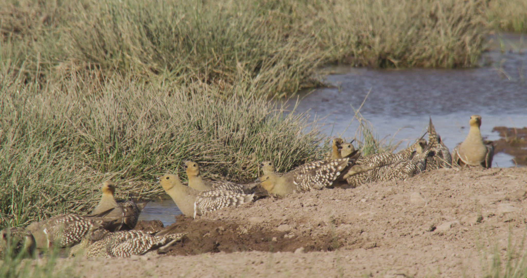 404889588 / Namaqua Sandgrouse / Flying / Namibia