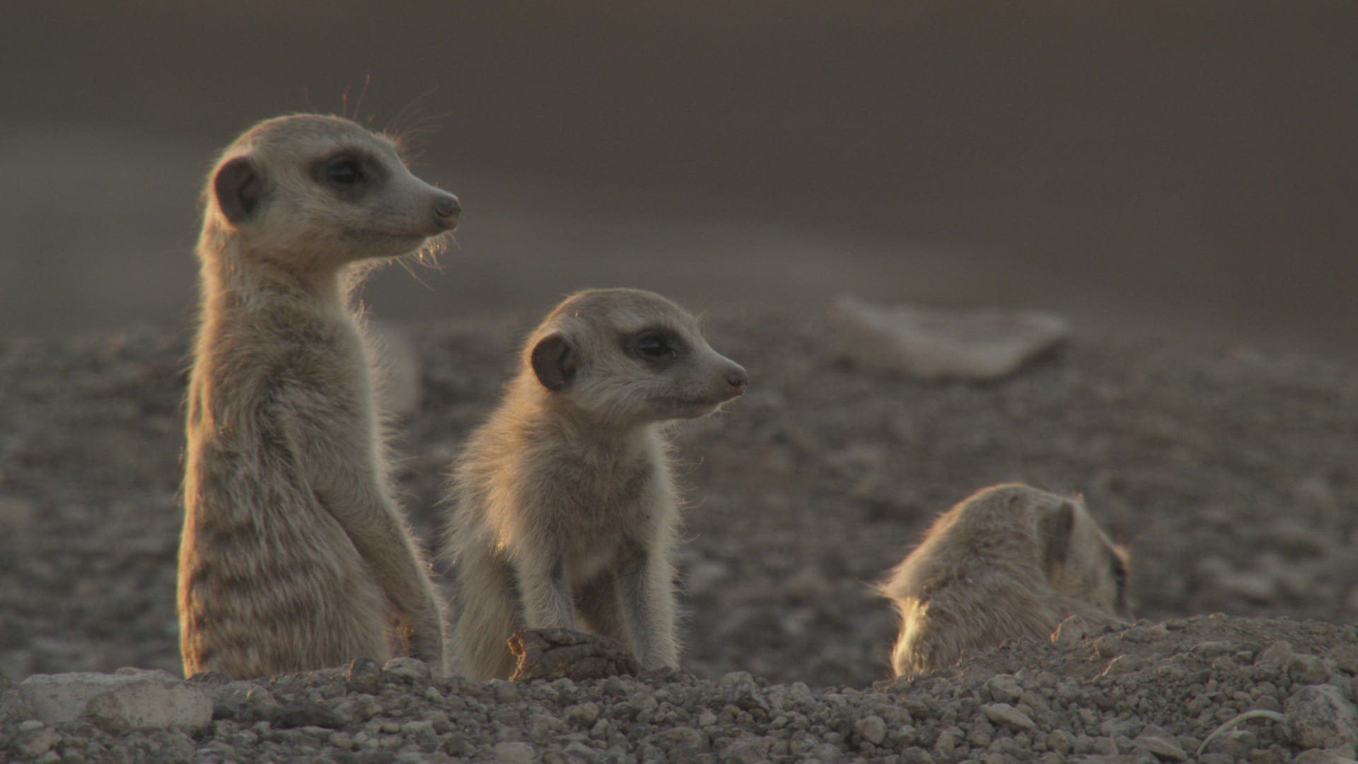 132853732 / Mongoose / Looking Away / Namibia