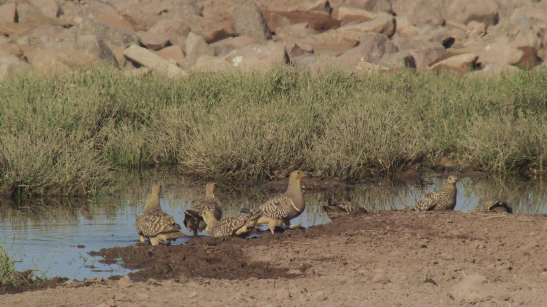 829869498 / Namaqua Sandgrouse / Moving / Namibia