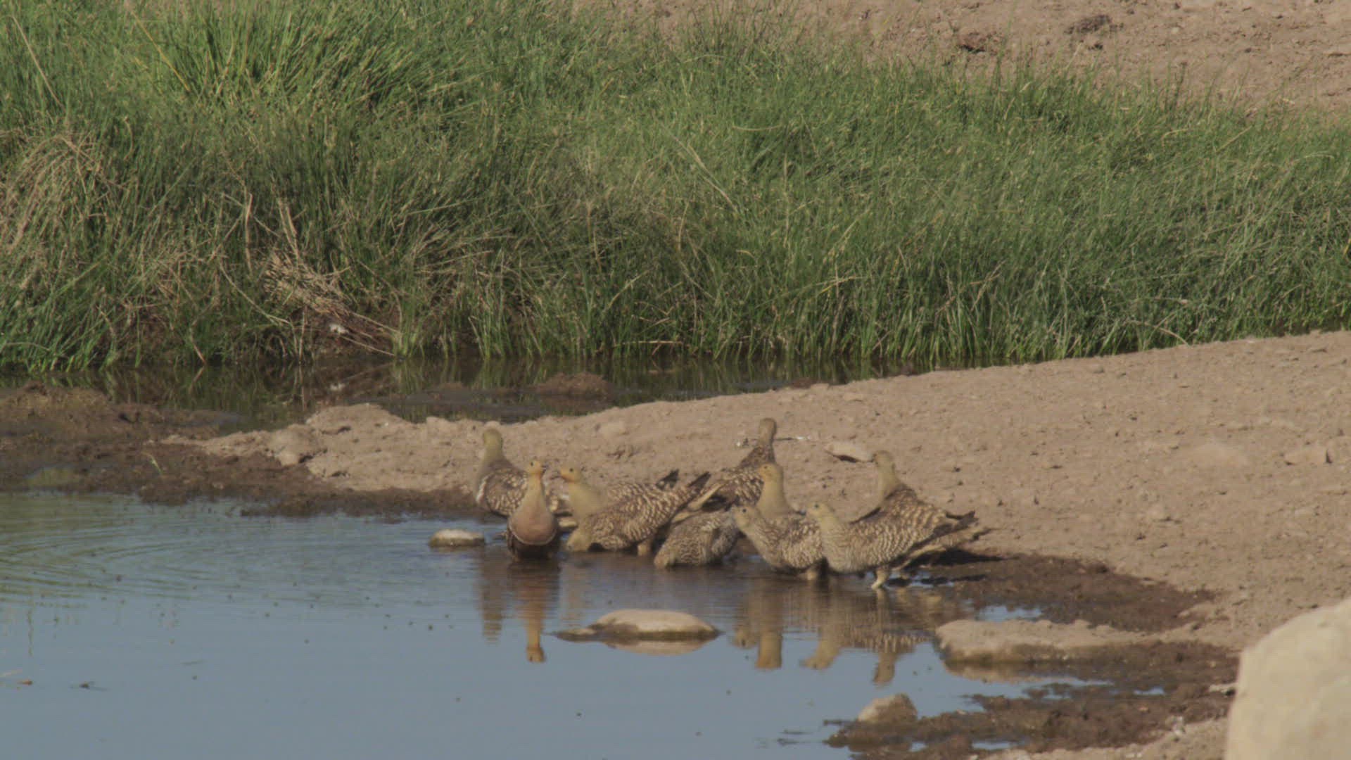 394062971 / Namaqua Sandgrouse / Moving / Namibia