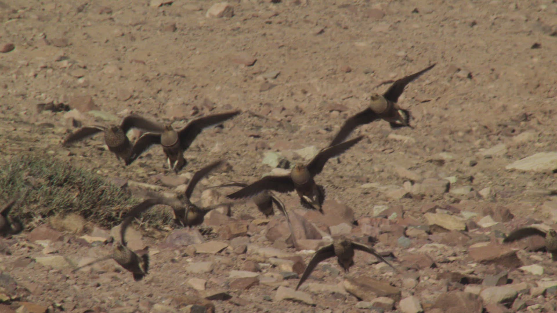 844000020 / Namaqua Sandgrouse / Moving / Namibia