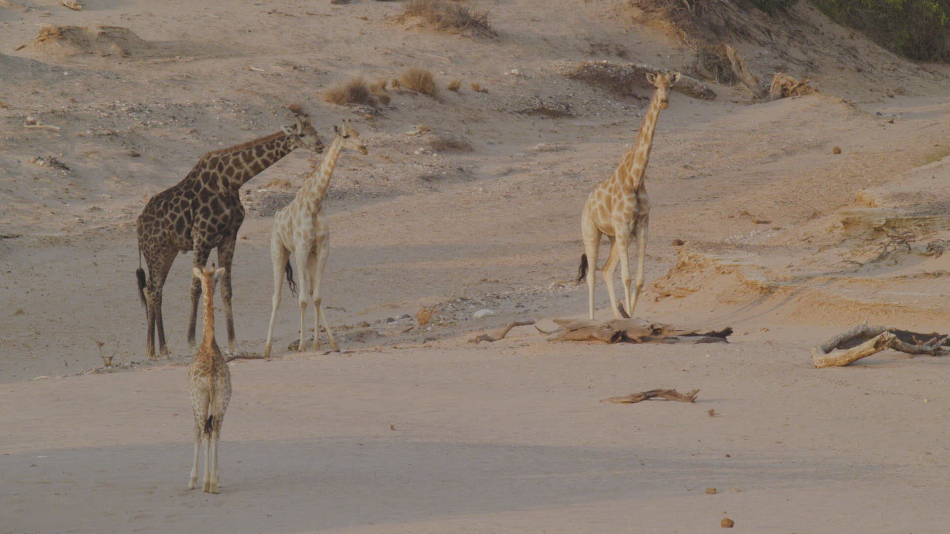 577399781 / Giraffe / Standing / Namibia 577399781 / Giraffe / Standing / Namibia