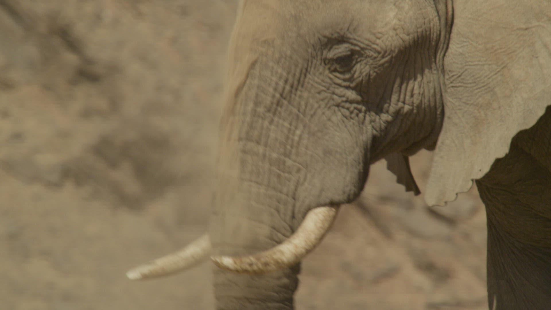 338078158 / African Elephant / Dusting / Namibia