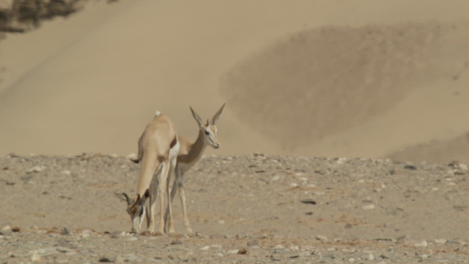 470519362 / Cloven Hoofed Animal / Namibia / Southern Africa