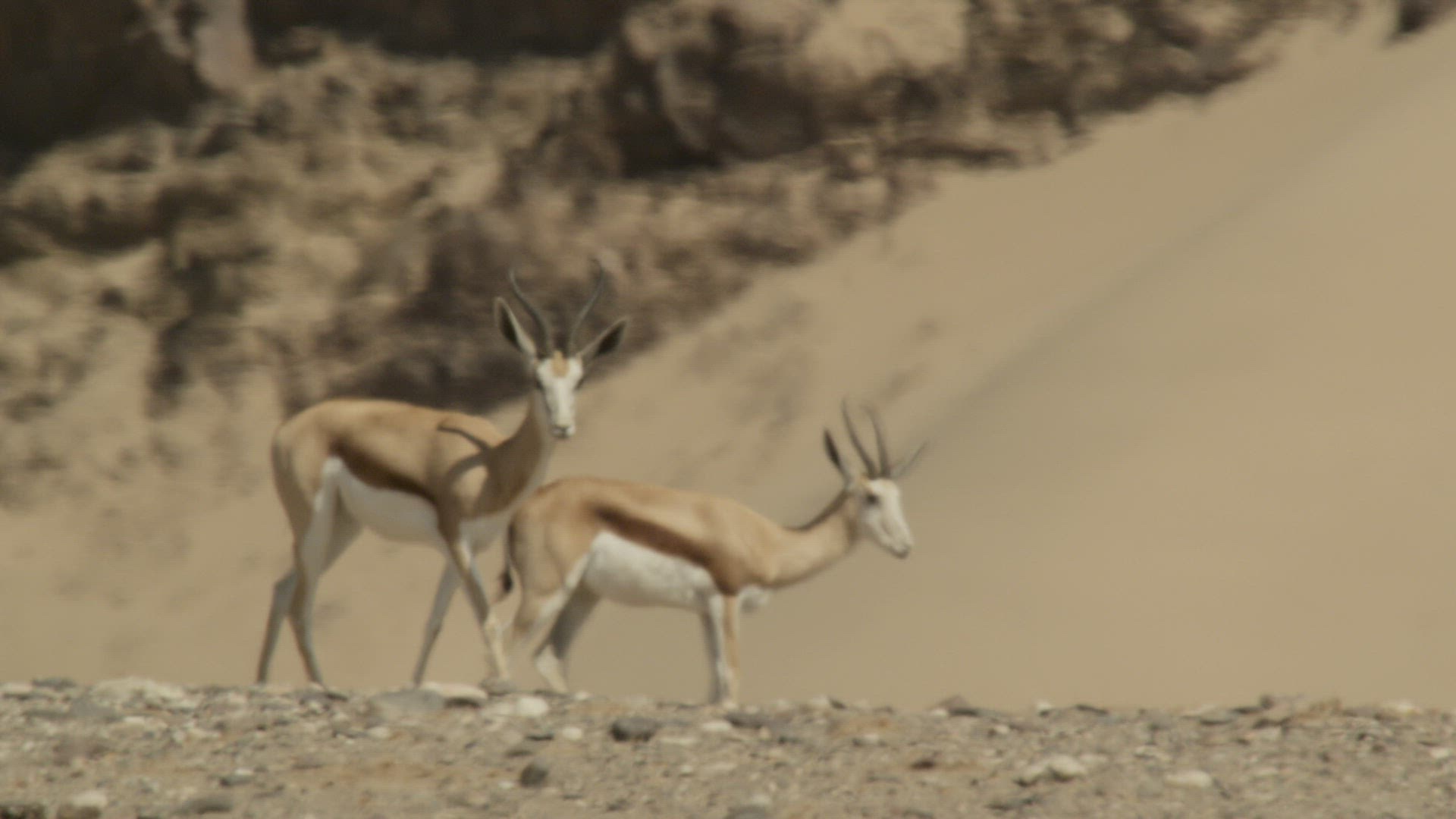 620524245 / Cloven Hoofed Animal / Namibia / Southern Africa