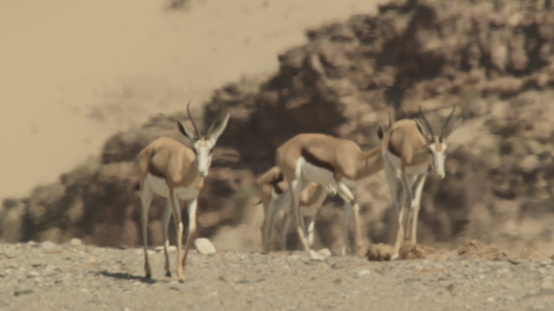 881040412 / Cloven Hoofed Animal / Namibia / Southern Africa