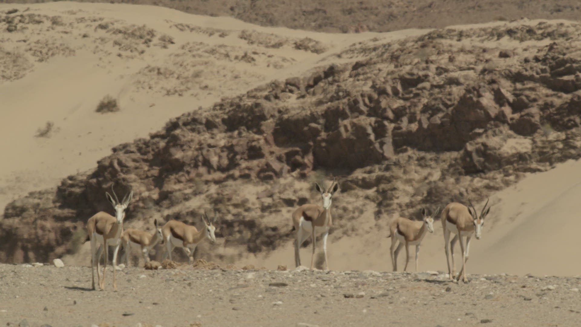 729723795 / Cloven Hoofed Animal / Namibia / Southern Africa