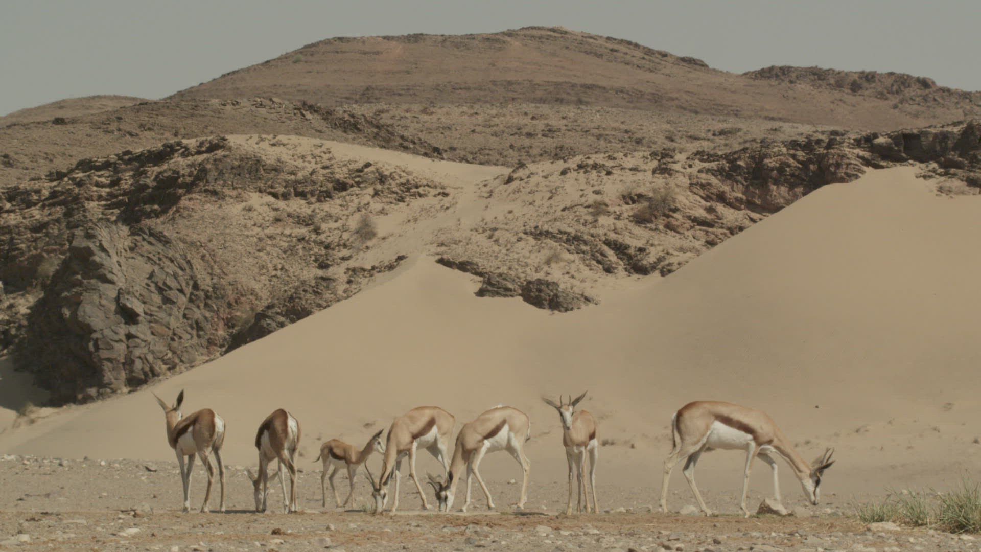 481831572 / Cloven Hoofed Animal / Namibia / Southern Africa