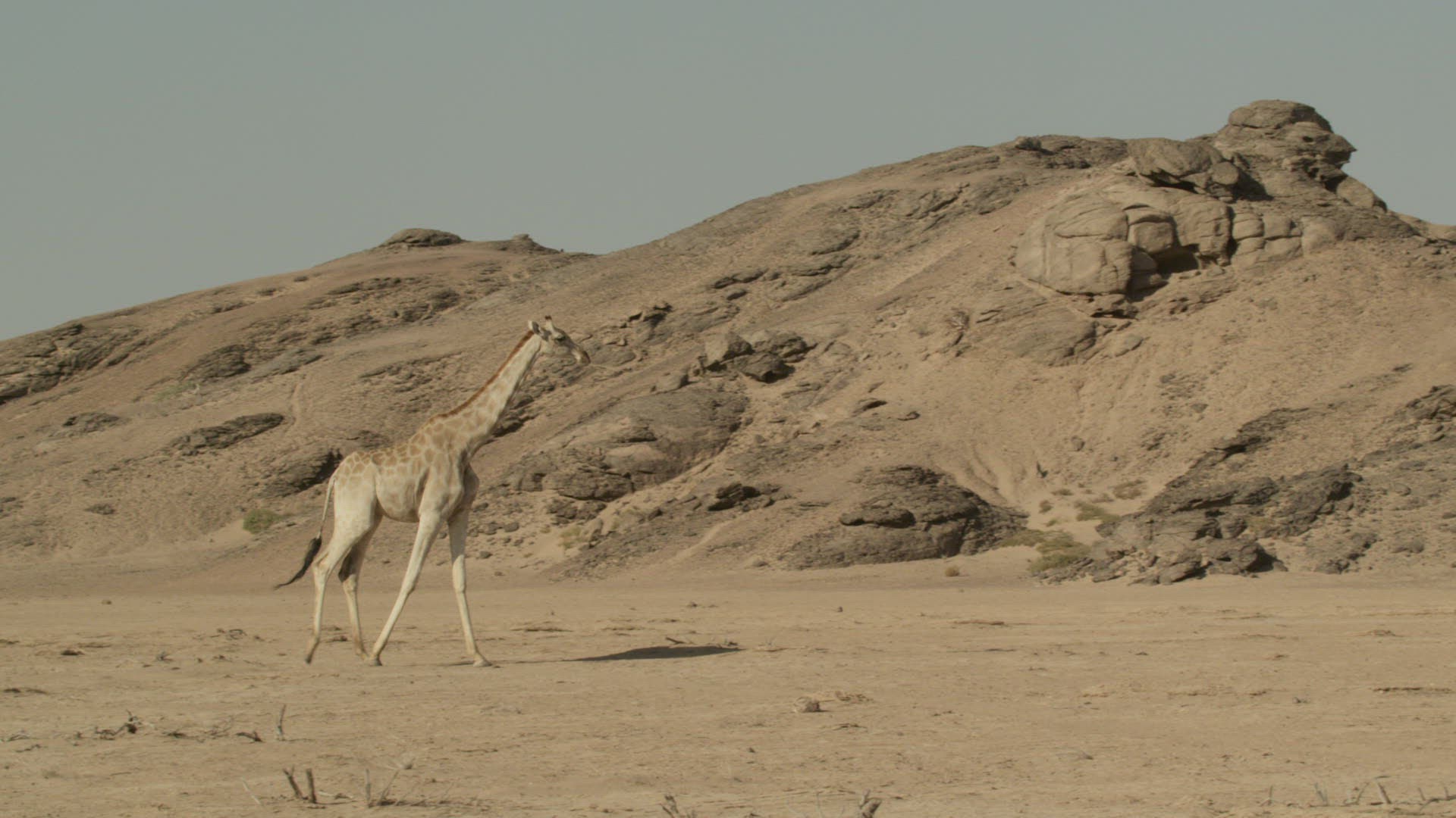 778210620 / Cloven Hoofed Animal / Namibia / Southern Africa