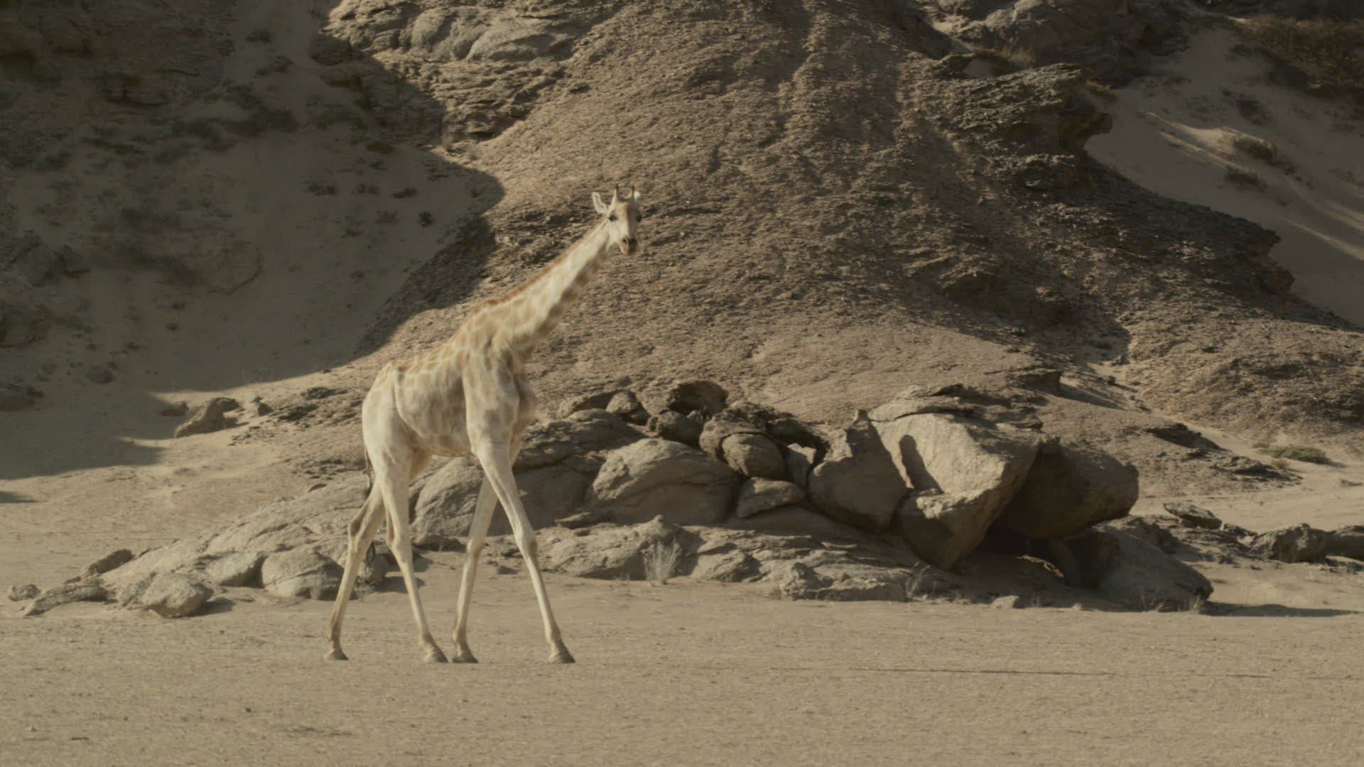 245410731 / Cloven Hoofed Animal / Namibia / Southern Africa