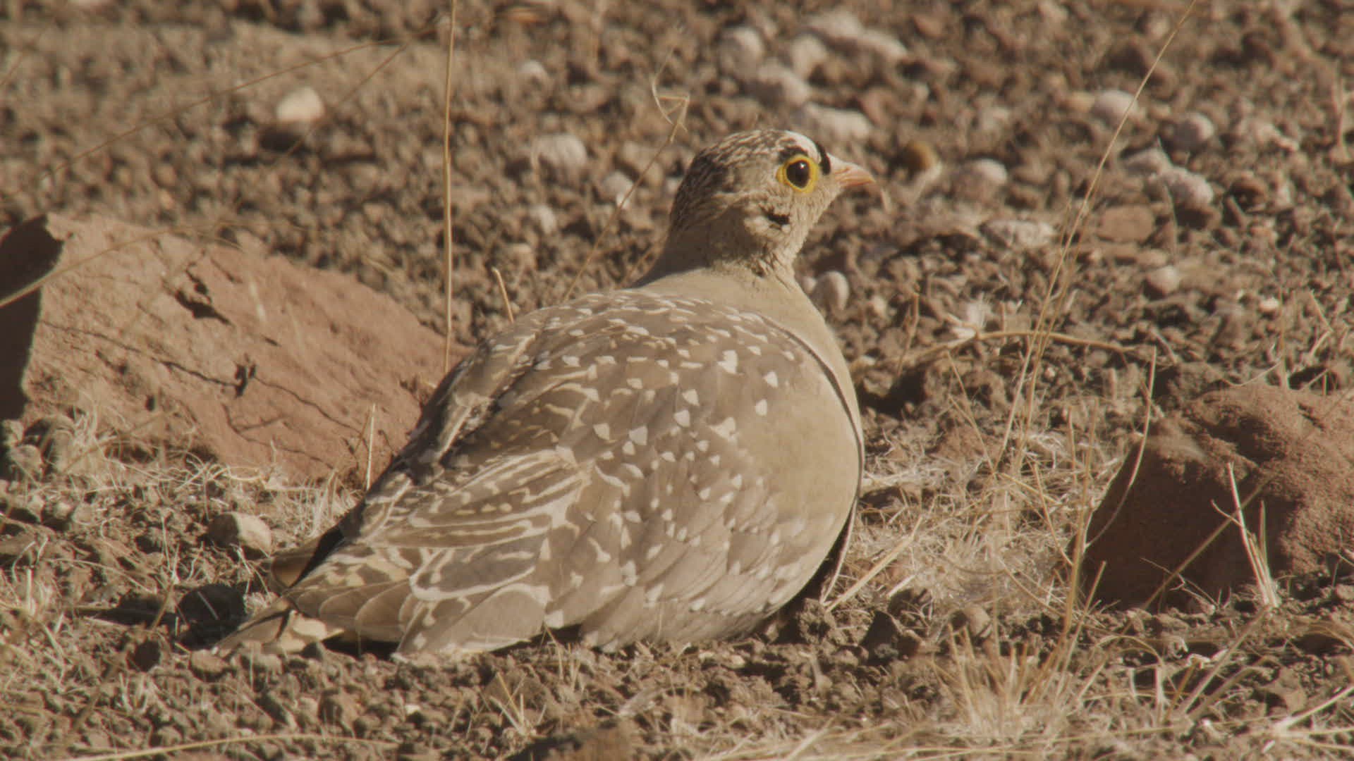 834562469 / Namaqua Sandgrouse / Namibia / Southern Africa
