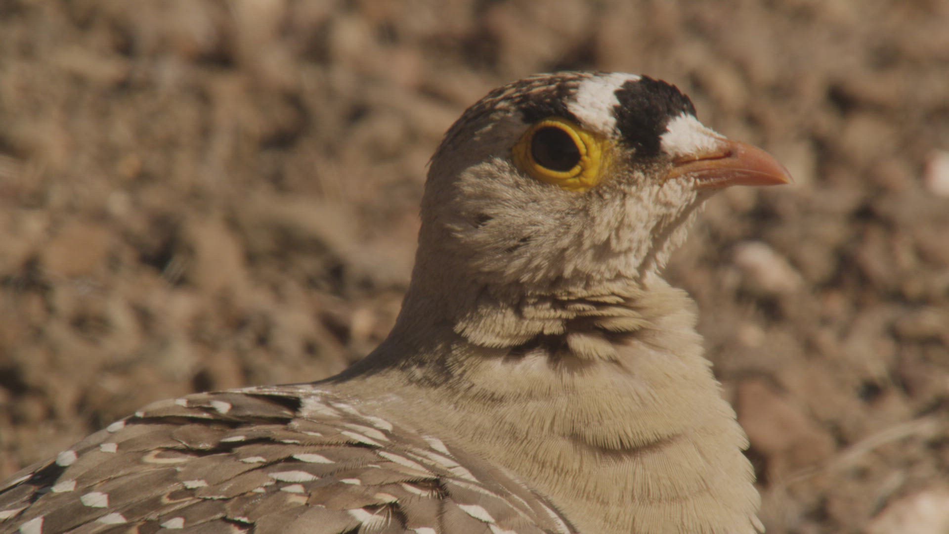 206354144 / Namaqua Sandgrouse / Namibia / Southern Africa