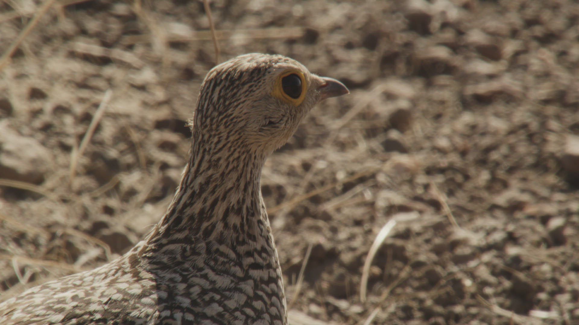 370910313 / Namaqua Sandgrouse / Namibia / Southern Africa