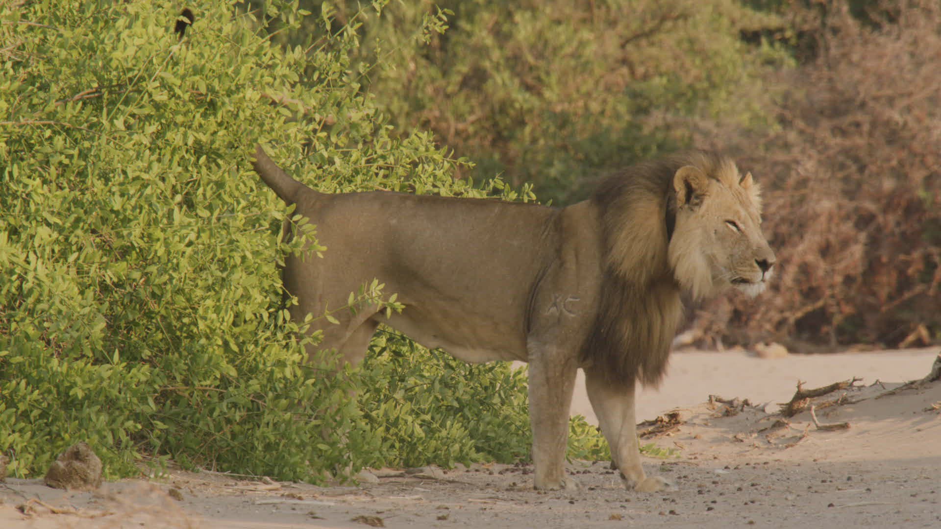490108835 / Lion / Urinating / Namibia