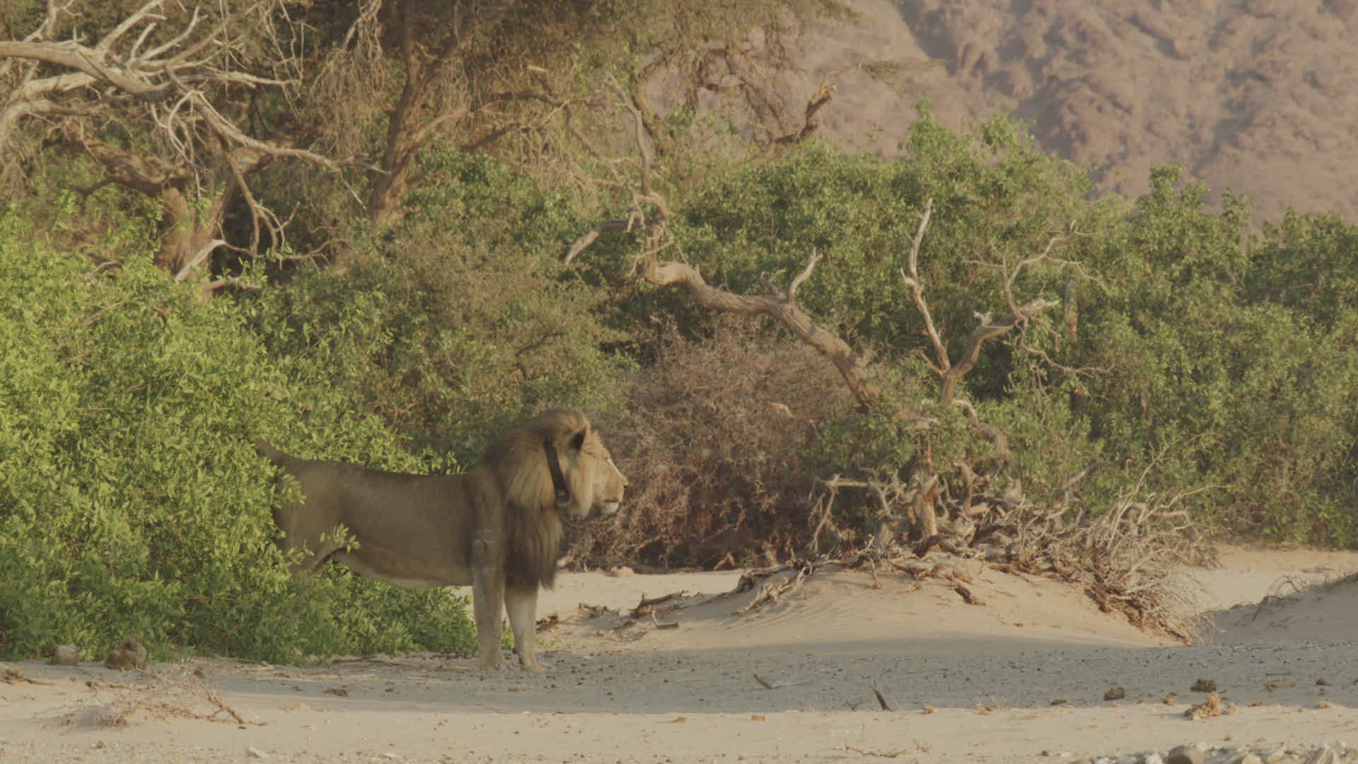 530169993 / Lion / Urinating / Namibia