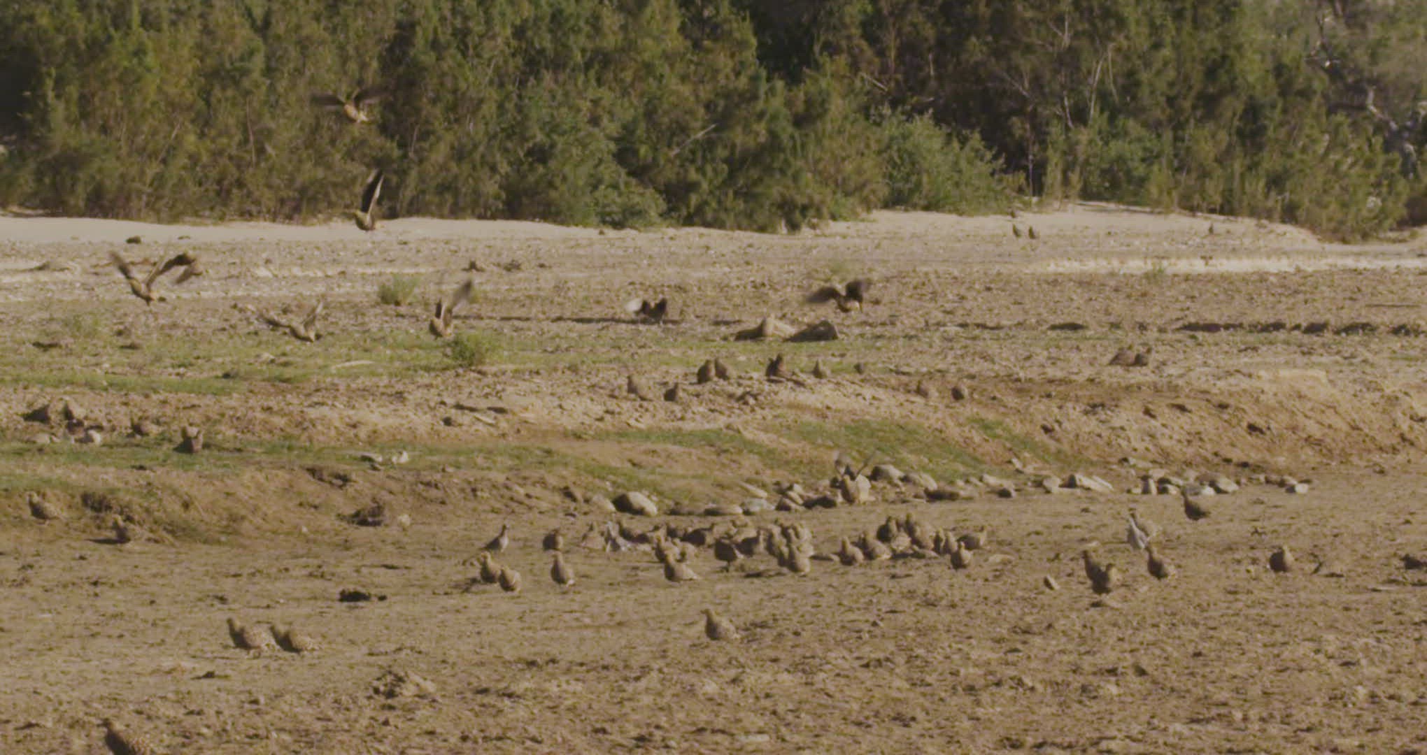 268395763 / Namaqua Sandgrouse / Flying / Namibia