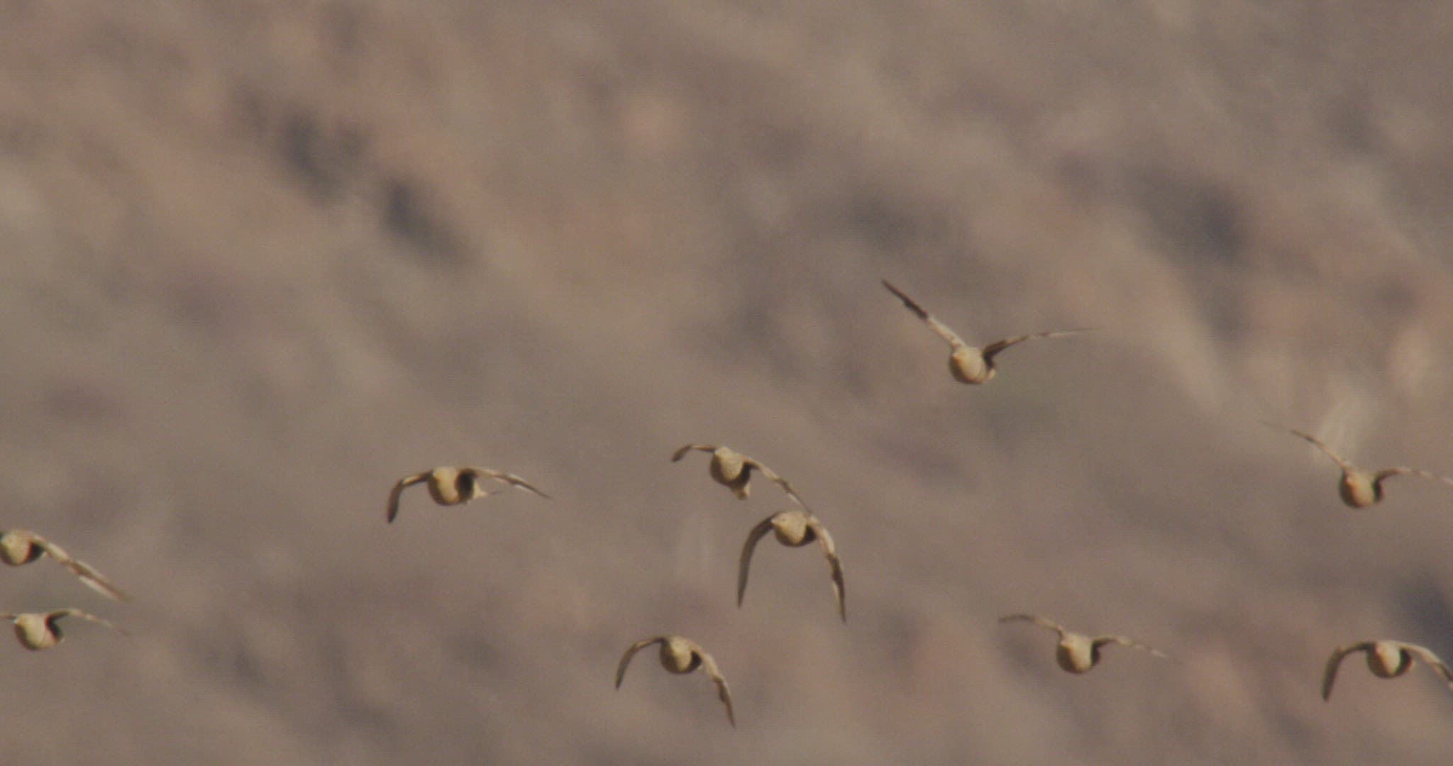 233027196 / Namaqua Sandgrouse / Flying / Namibia