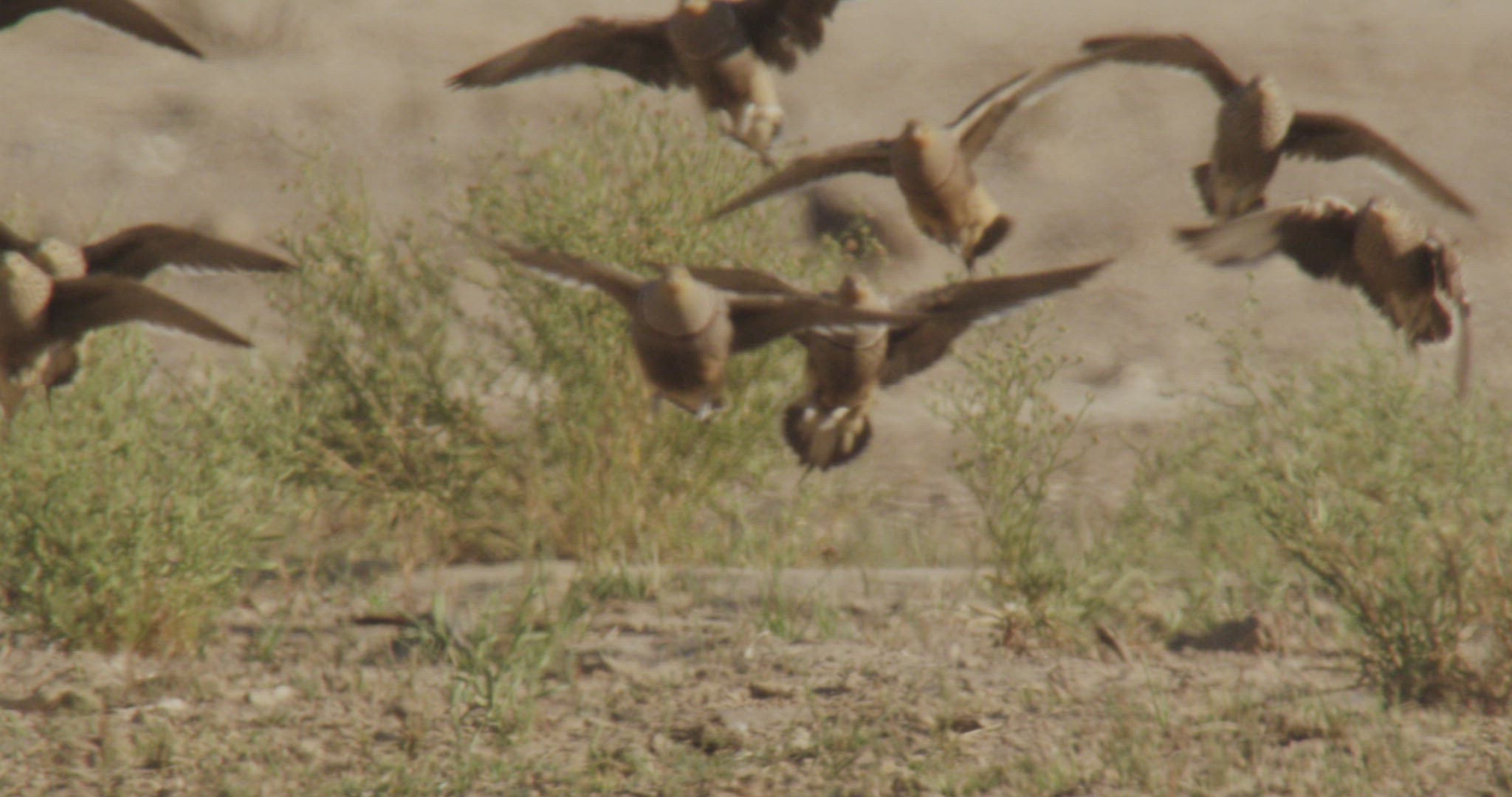 480844792 / Namaqua Sandgrouse / Flying / Namibia