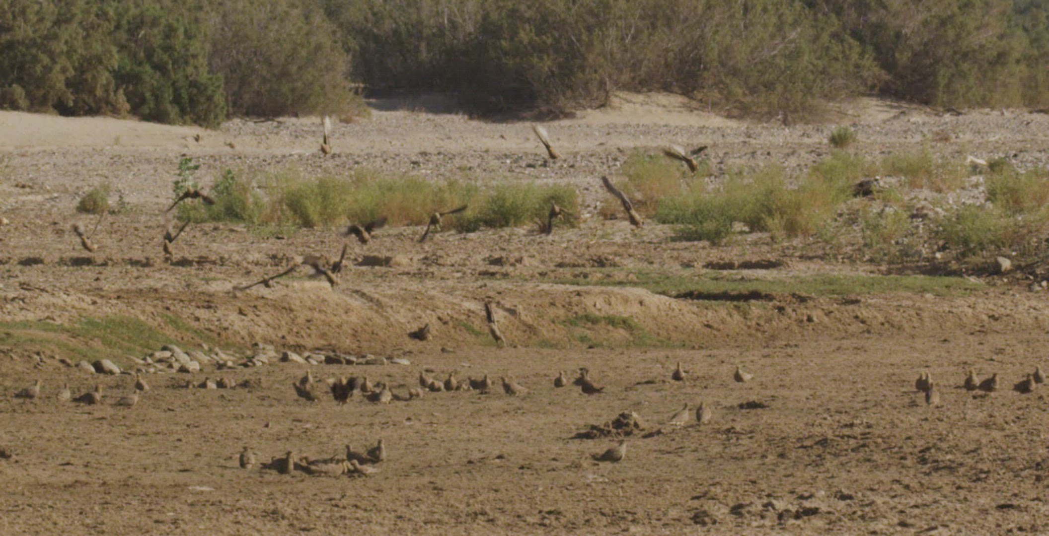 679368881 / Namaqua Sandgrouse / Flying / Namibia
