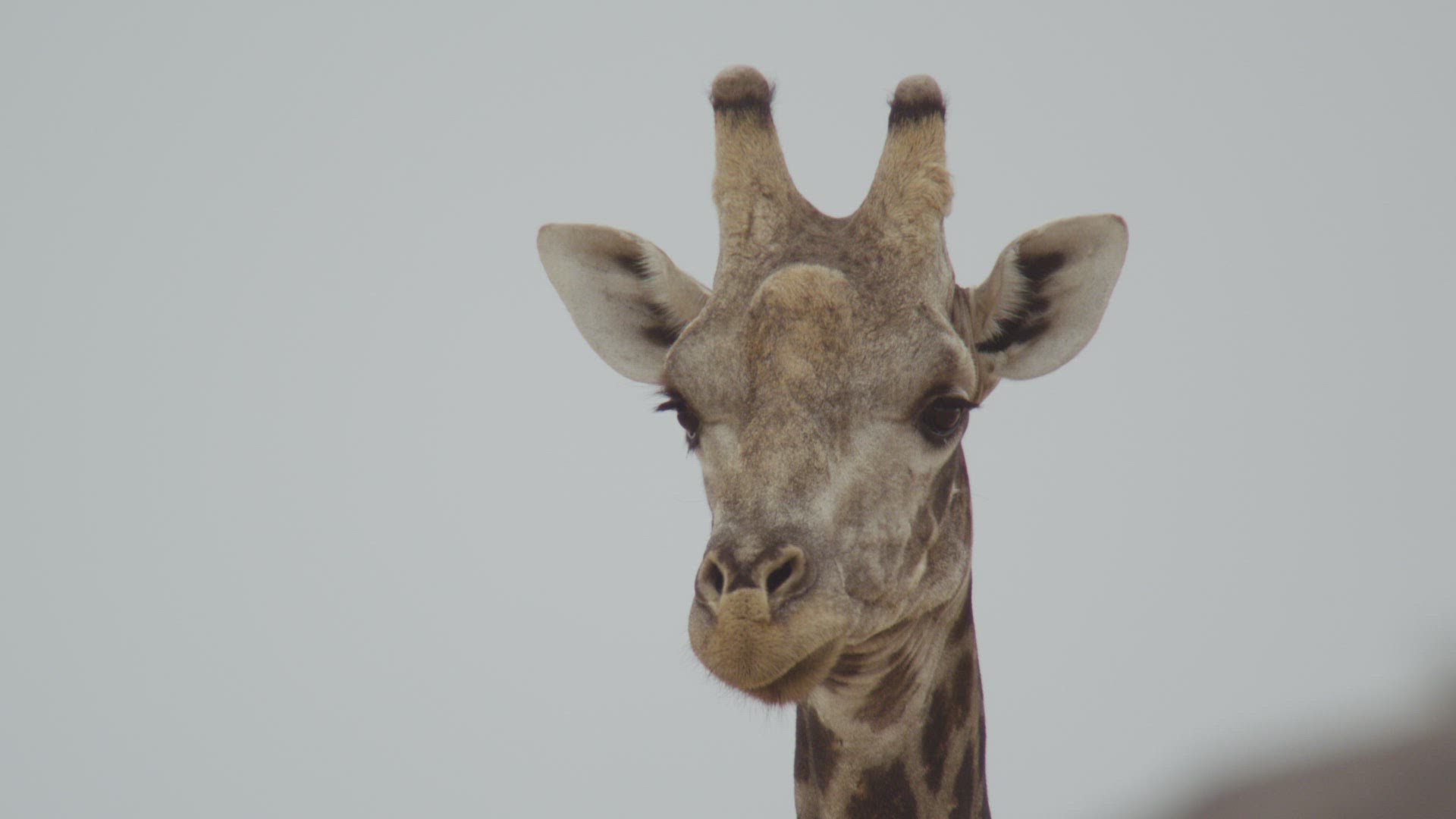 440659151 / Giraffe / Looking Away / Namibia