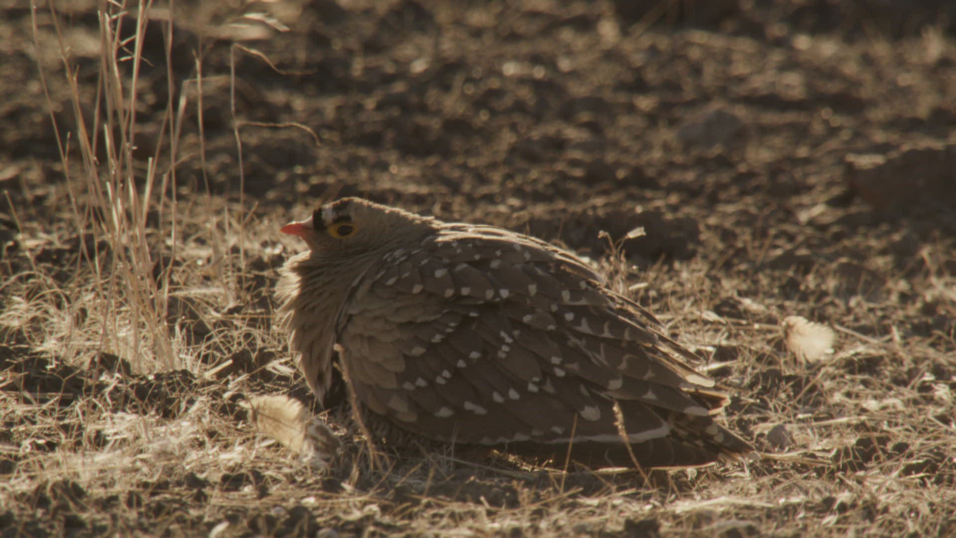 757171385 / Namaqua Sandgrouse / Sitting / Namibia