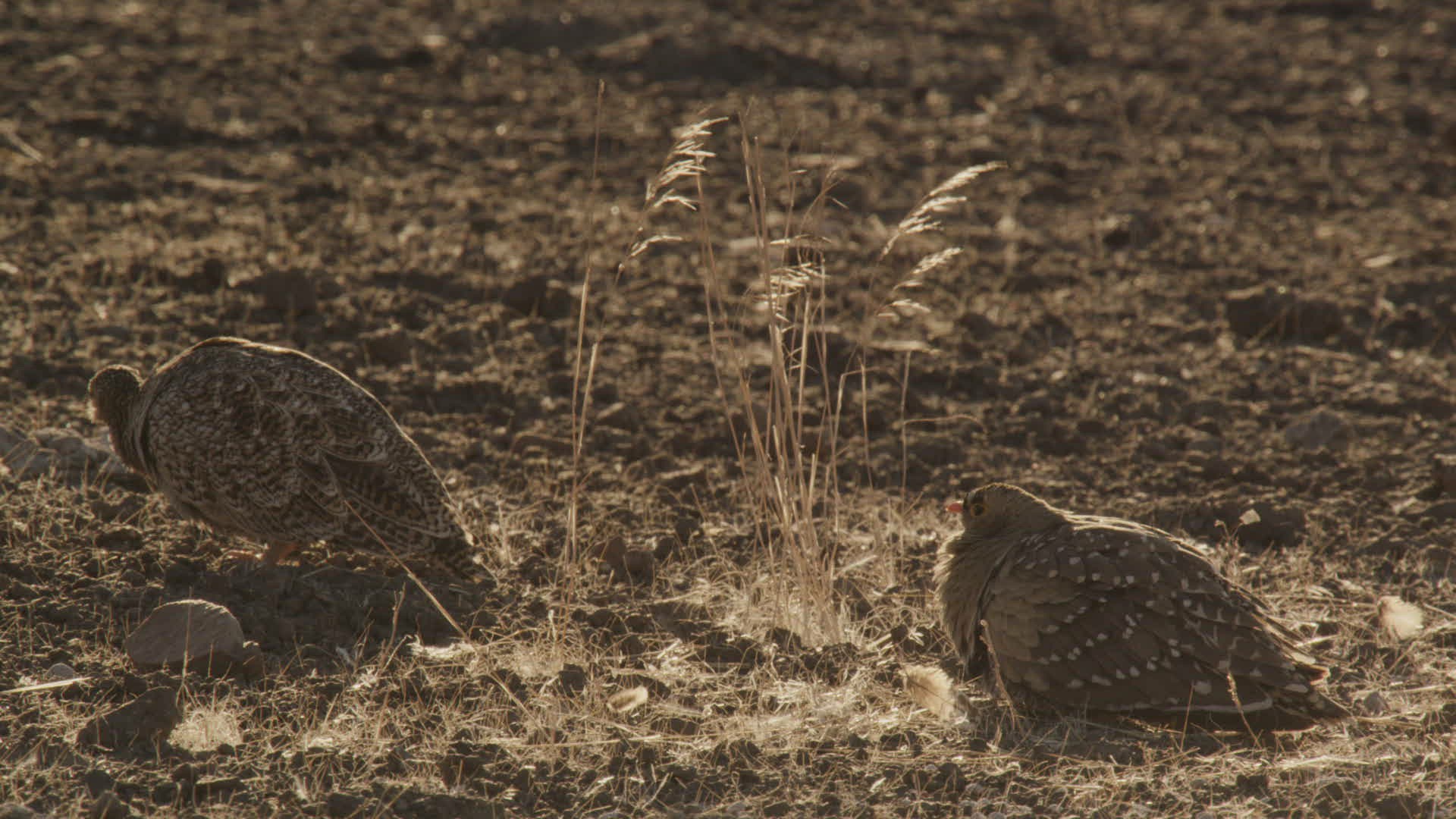 931577875 / Namaqua Sandgrouse / Sitting / Namibia