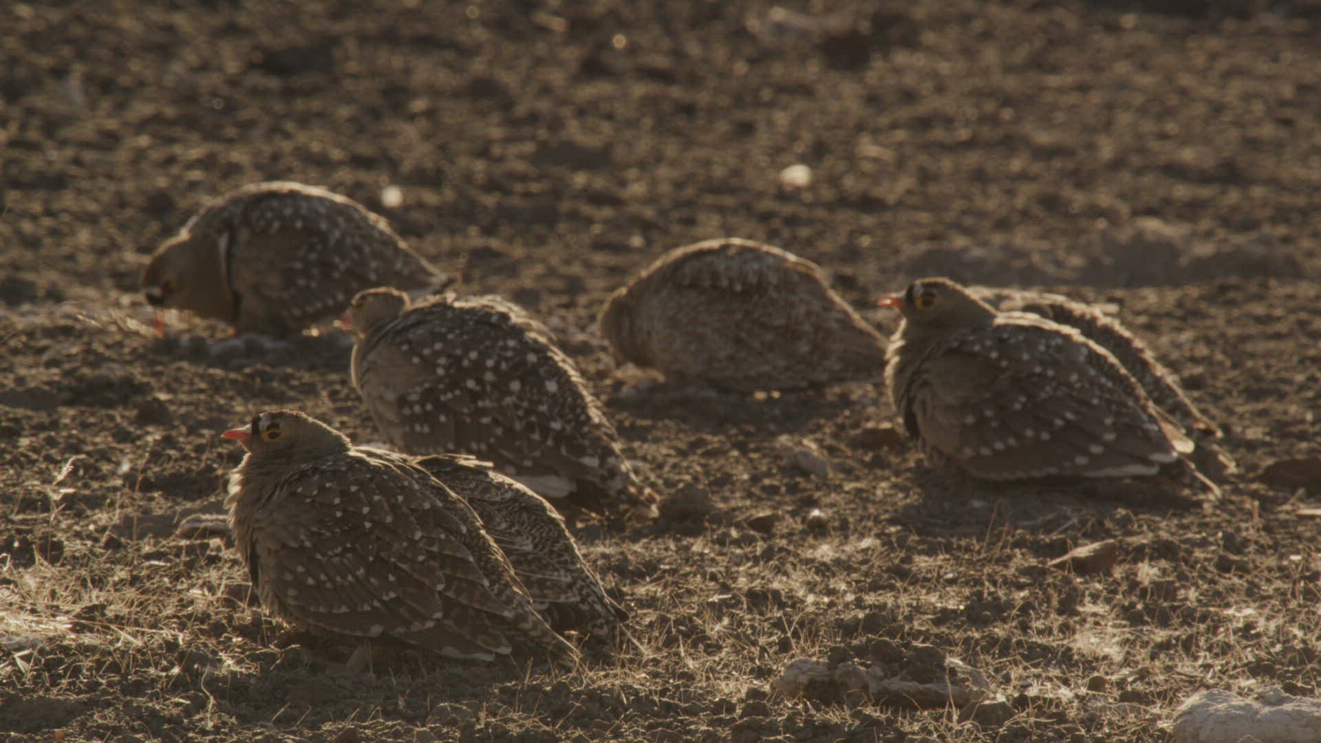 372975016 / Namaqua Sandgrouse / Sitting / Namibia