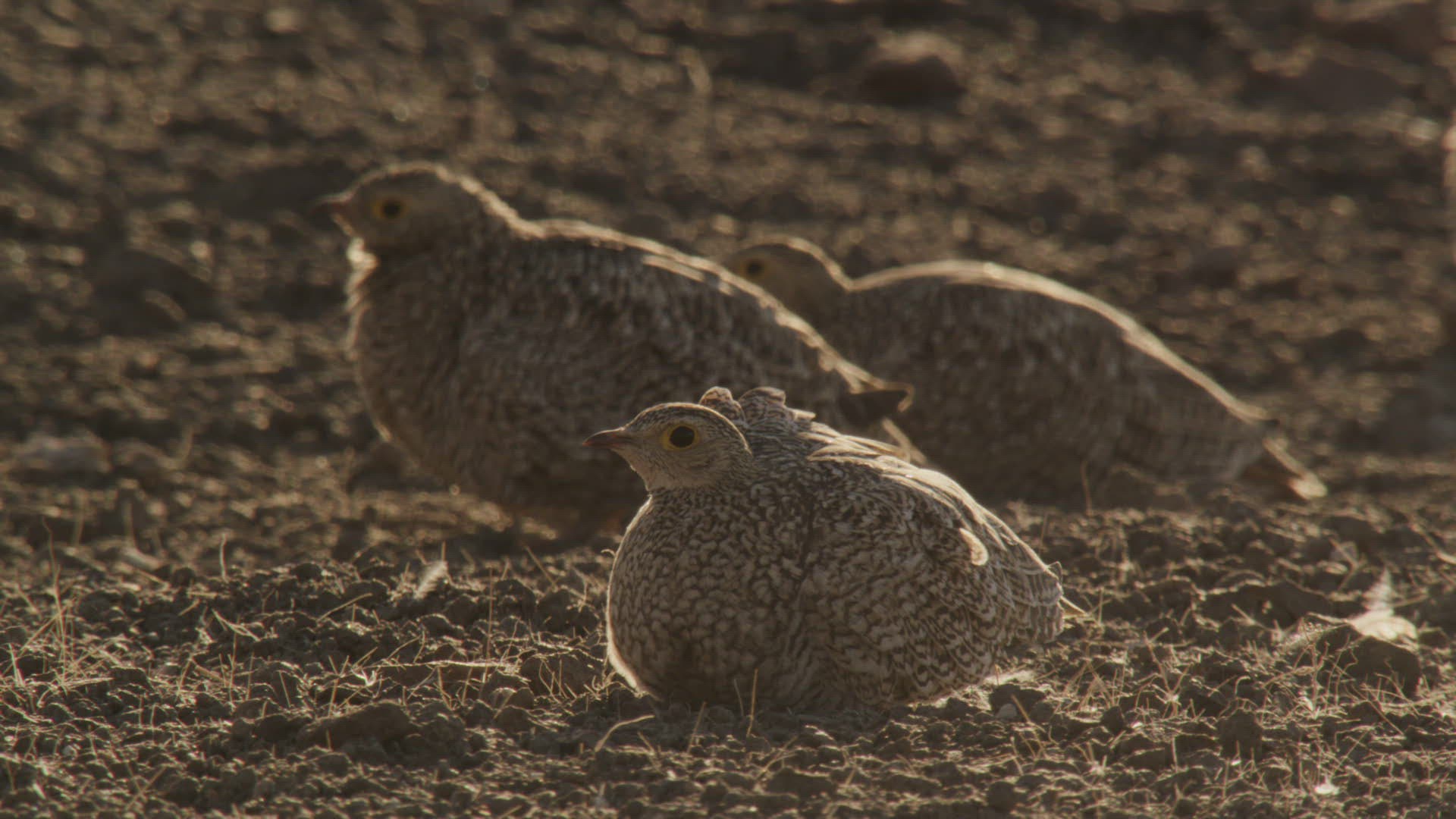 726035467 / Namaqua Sandgrouse / Sitting / Namibia