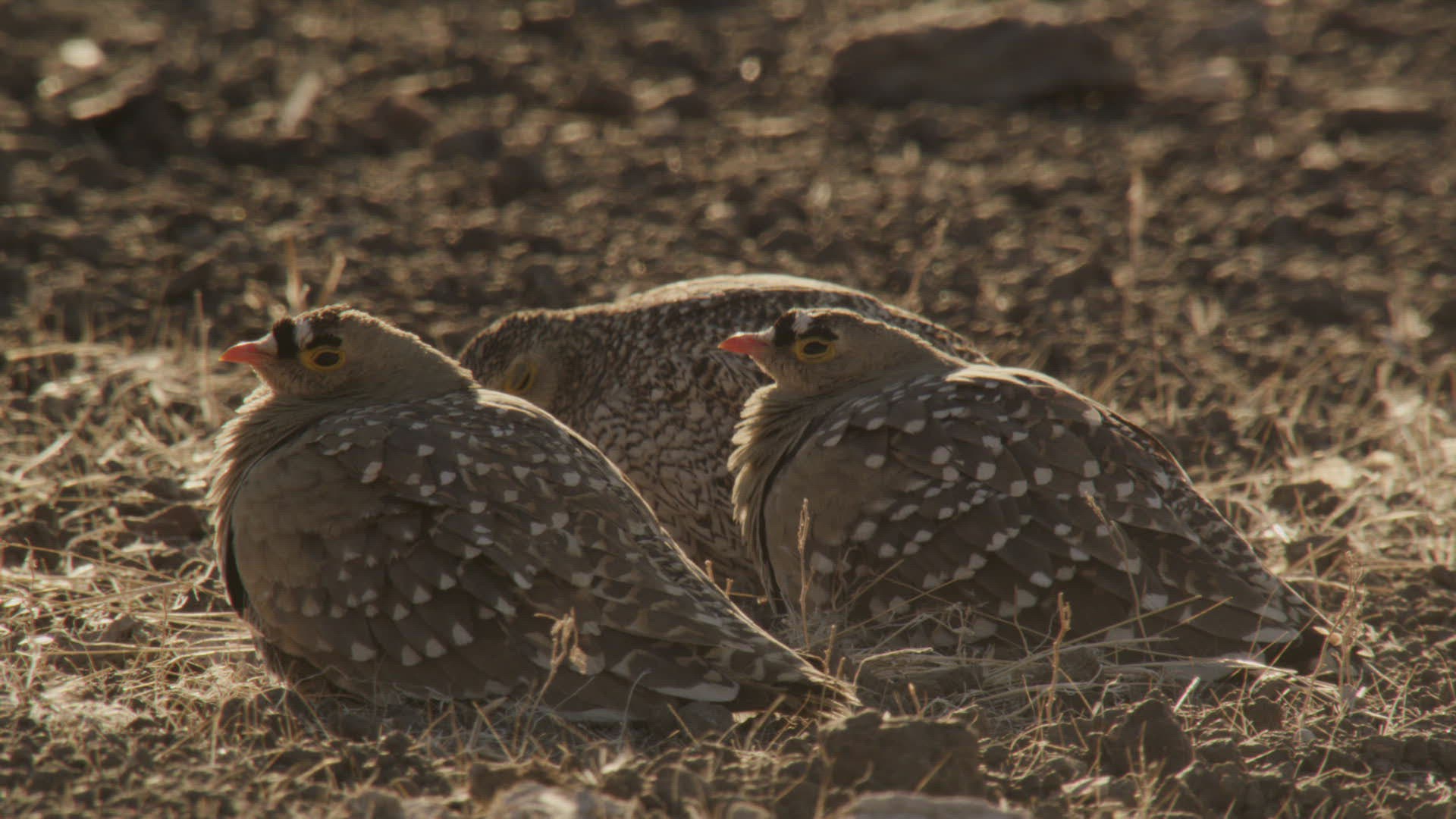 903825567 / Namaqua Sandgrouse / Sitting / Namibia