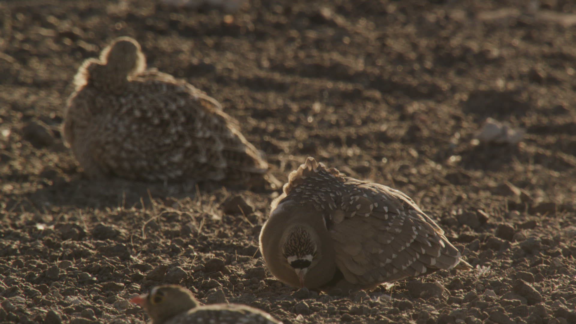 774929806 / Namaqua Sandgrouse / Walking / Namibia