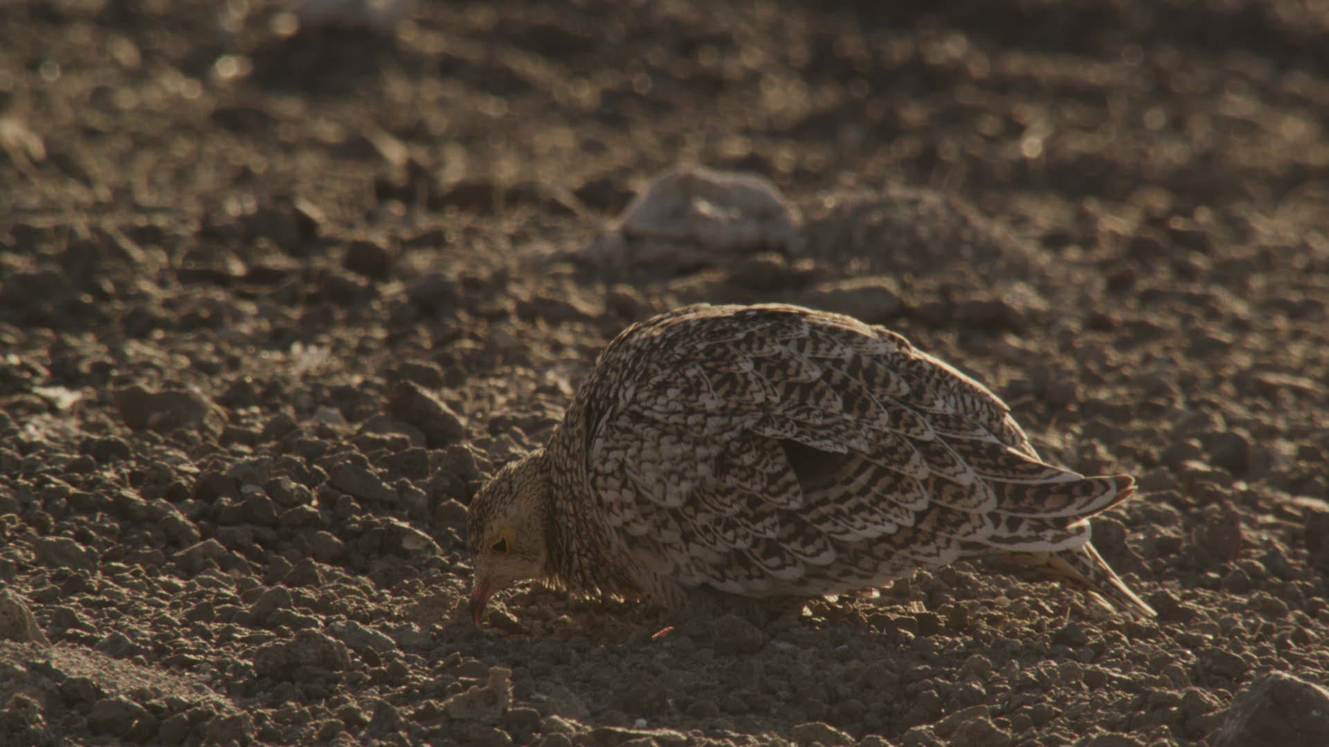 873640485 / Namaqua Sandgrouse / Feeding / Namibia