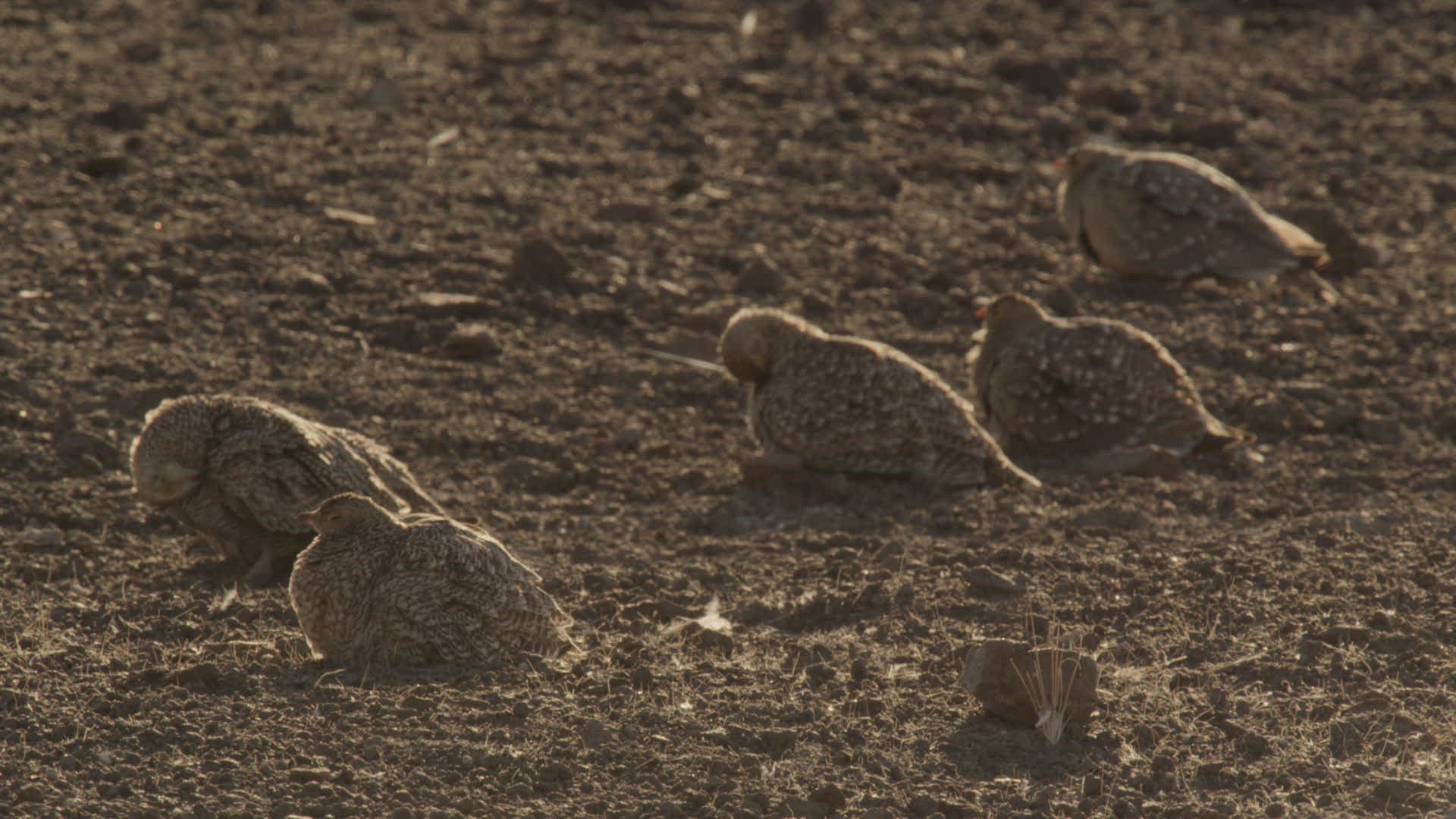 581527832 / Namaqua Sandgrouse / Sitting / Namibia