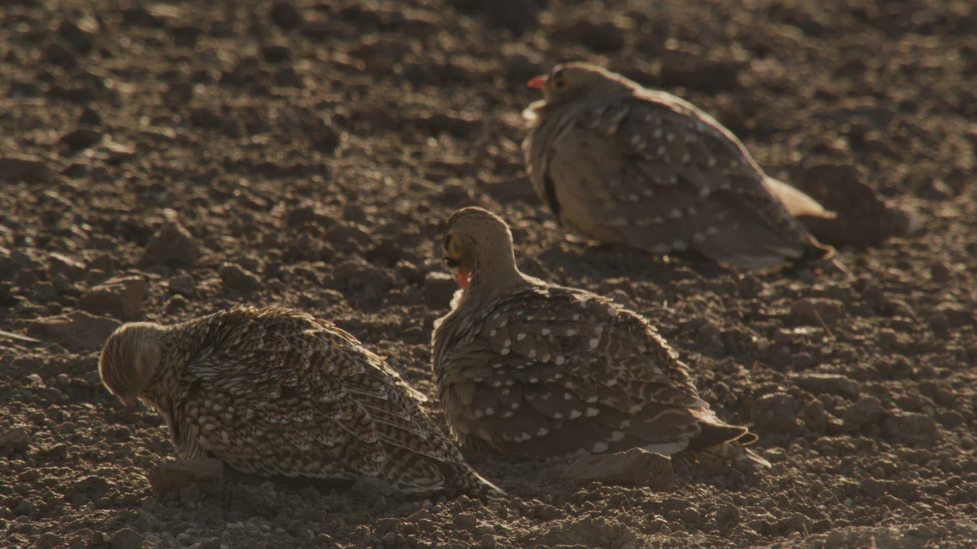 164471887 / Namaqua Sandgrouse / Grooming / Namibia