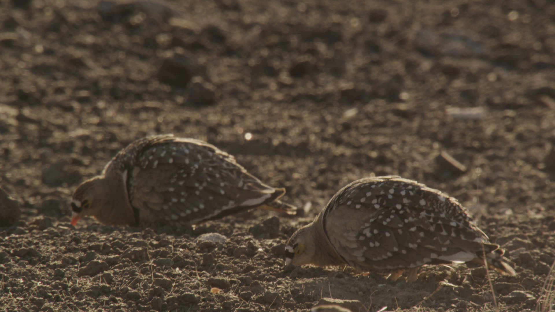 507356511 / Namaqua Sandgrouse / Feeding / Namibia