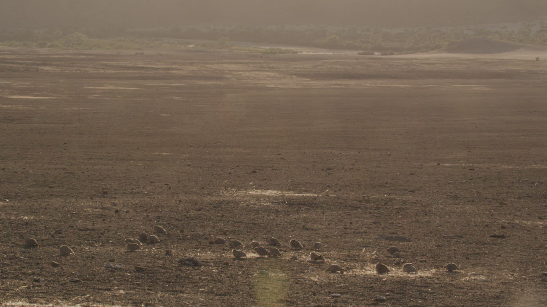 170863199 / Namaqua Sandgrouse / Namibia / Southern Africa