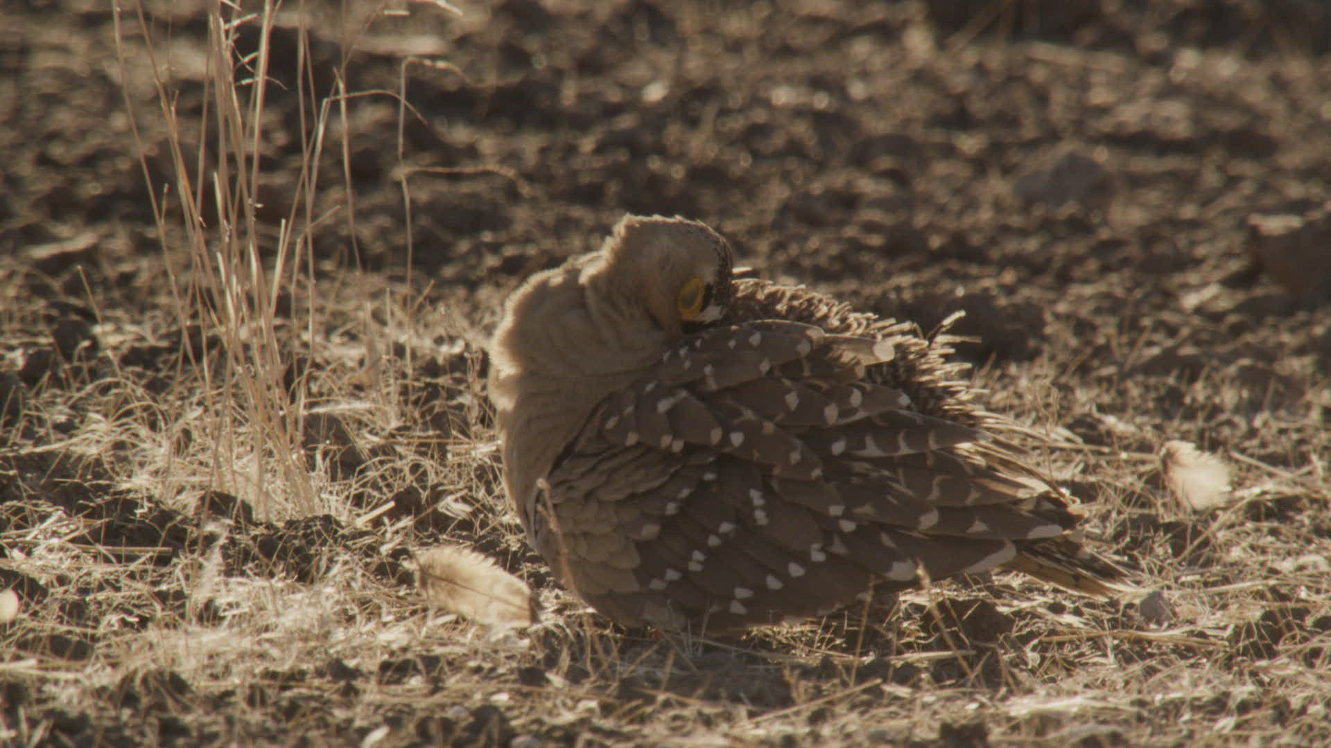 432649760 / Namaqua Sandgrouse / Grooming / Namibia