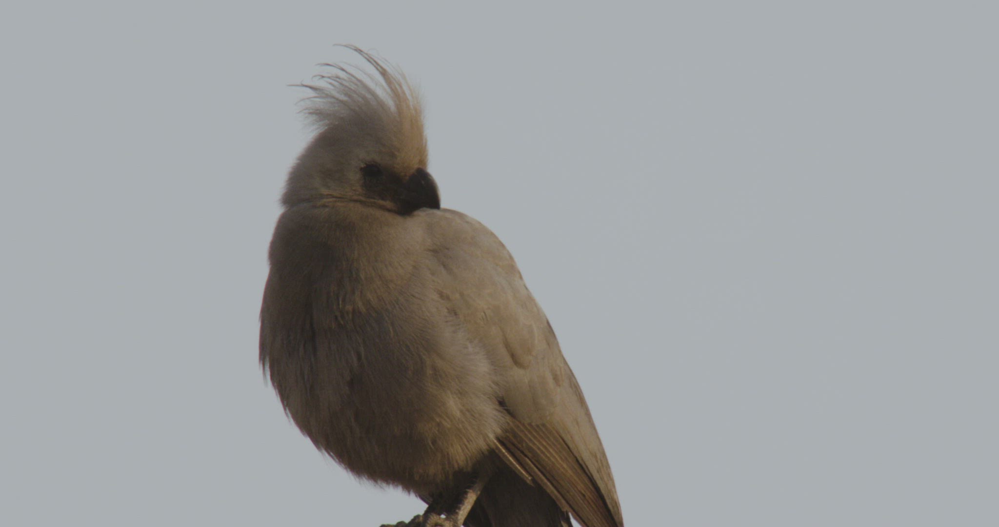 629037342 / Go-Away-Bird / Looking Around / Namibia