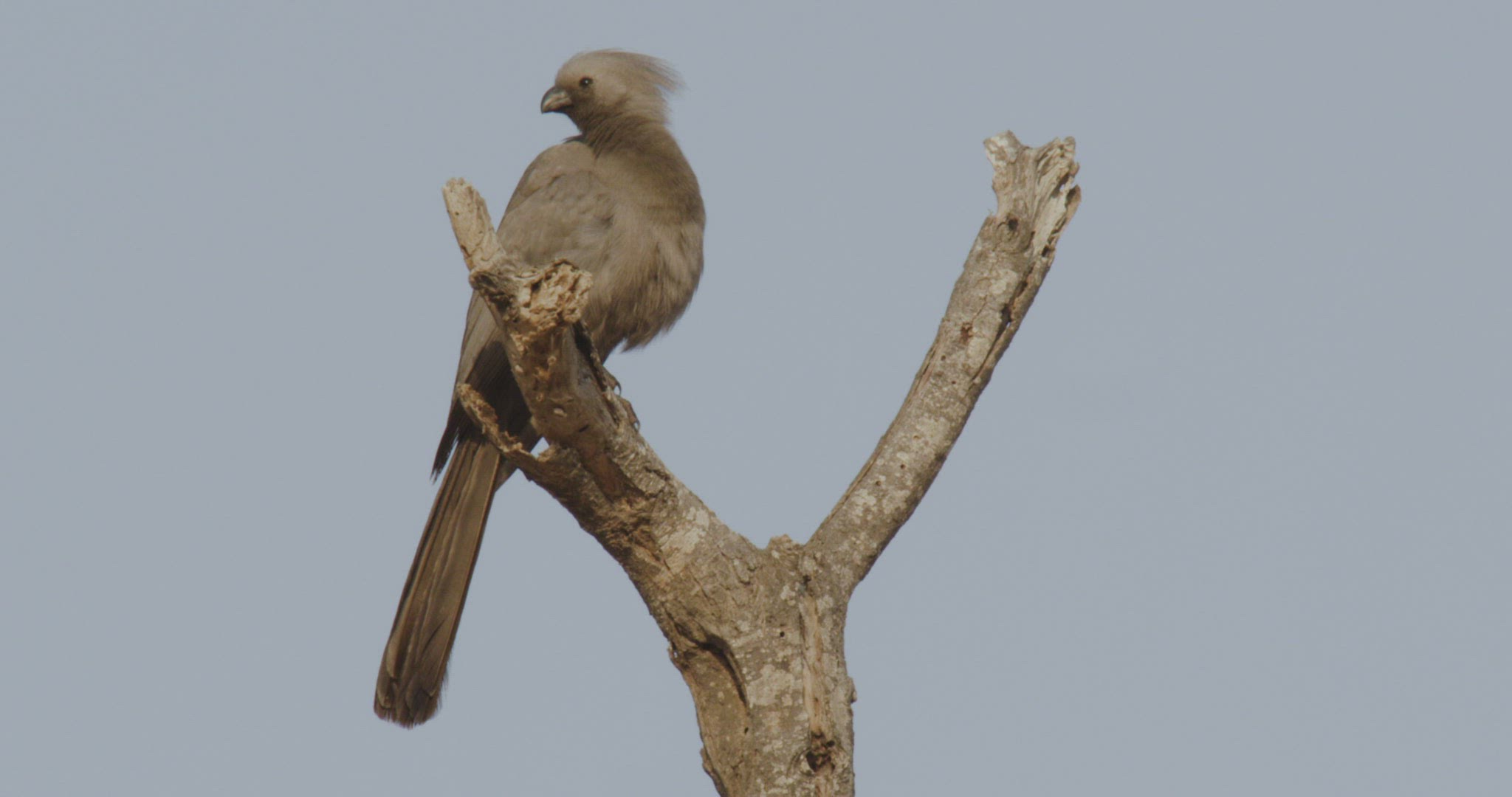 758370079 / Go-Away-Bird / Looking Around / Namibia