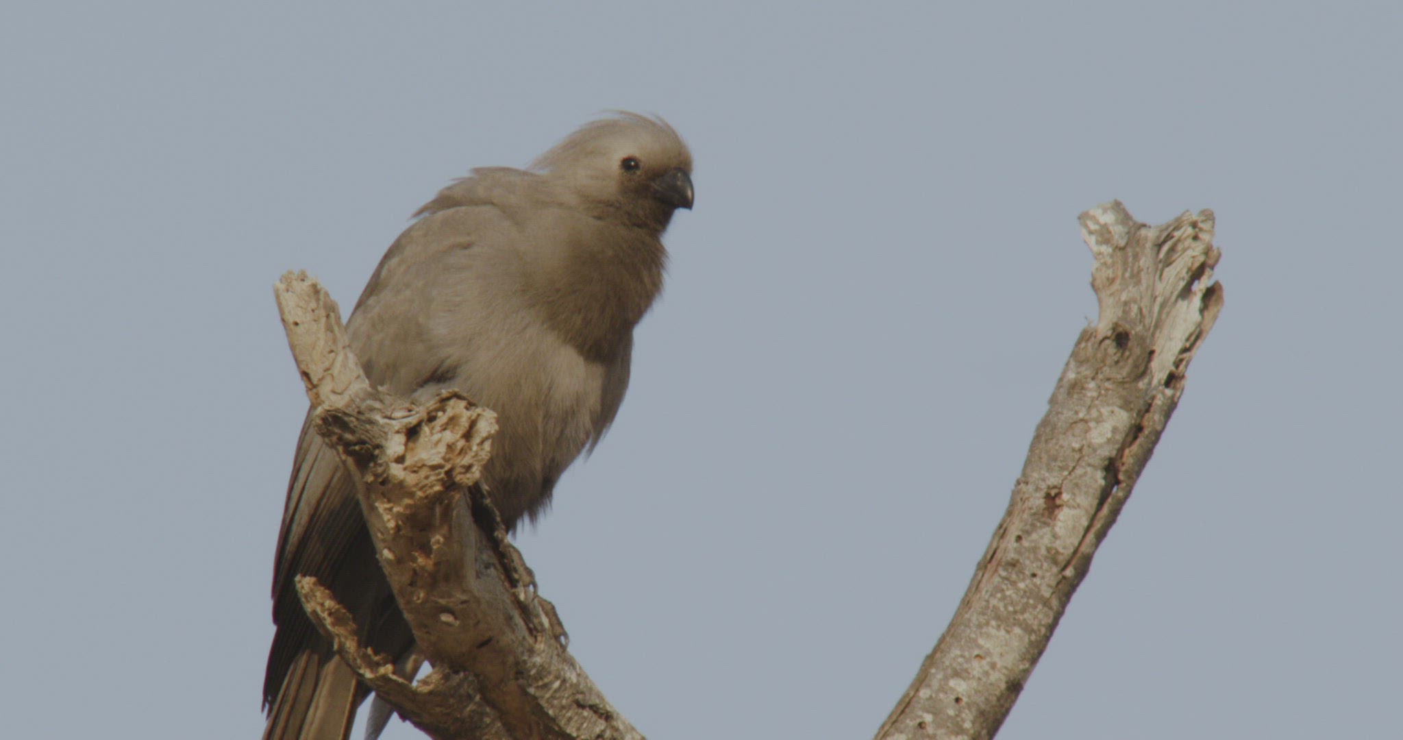 237275165 / Go-Away-Bird / Looking Around / Namibia