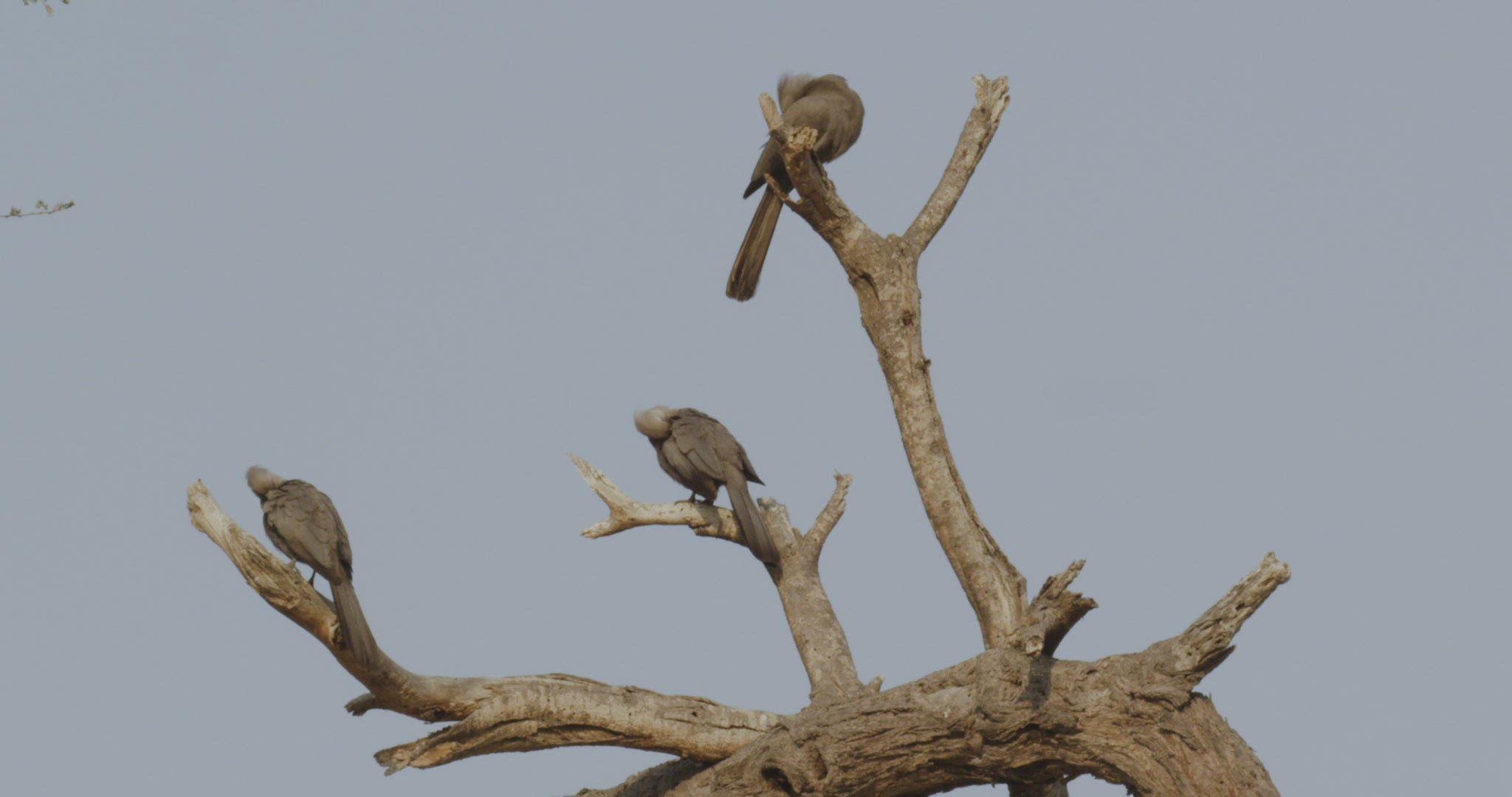 589478437 / Go-Away-Bird / Looking Around / Namibia