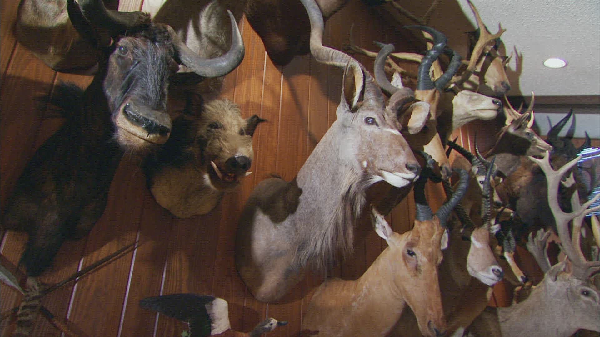 184118073 / Cloven Hoofed Animal / Hunting / Dallas