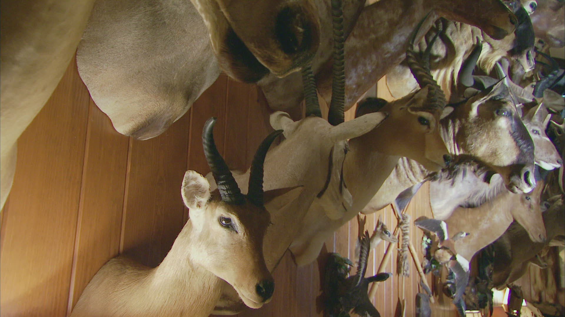 915017303 / Cloven Hoofed Animal / Hunting / Dallas
