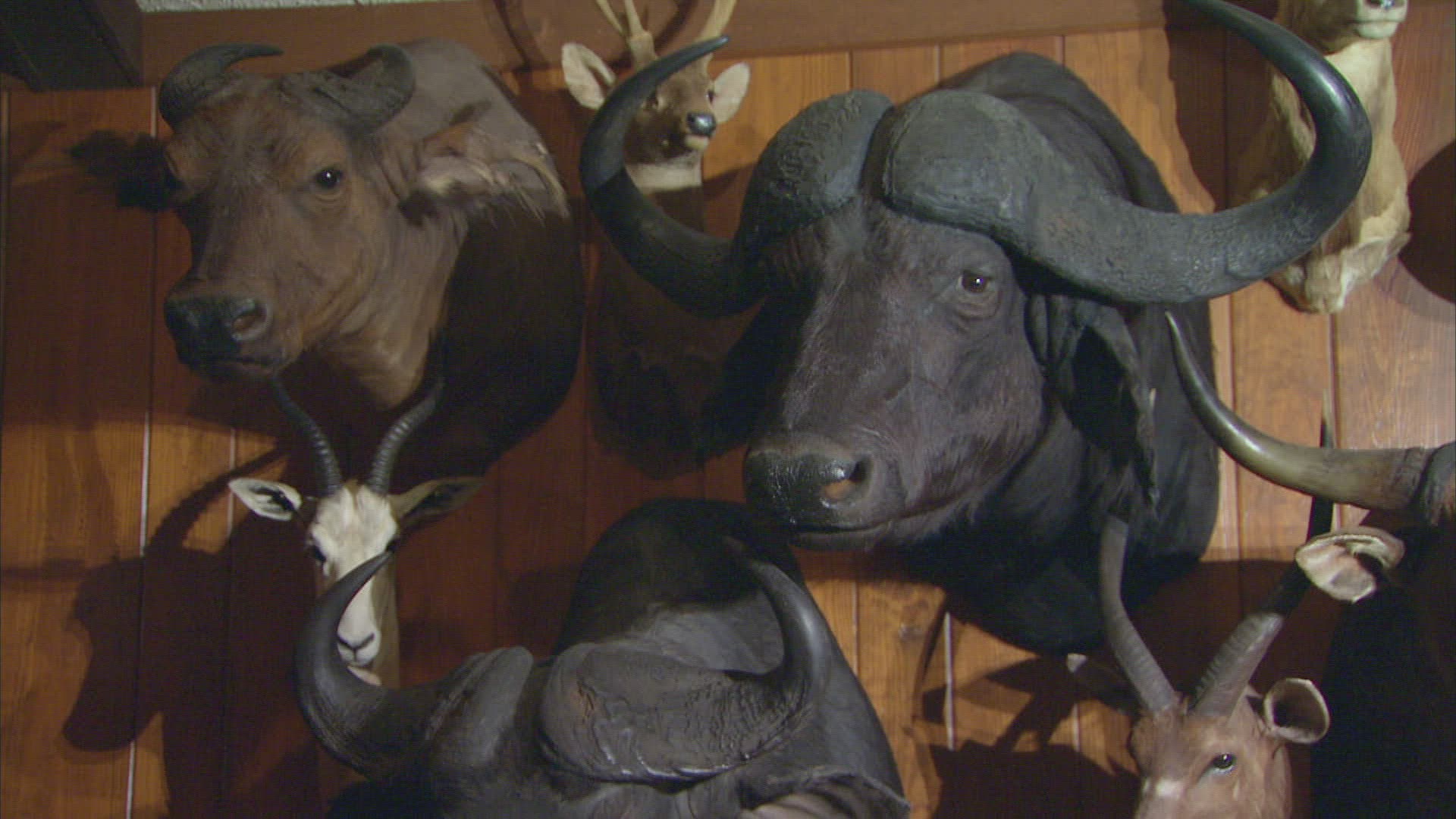 984352802 / Cloven Hoofed Animal / Hunting / Dallas