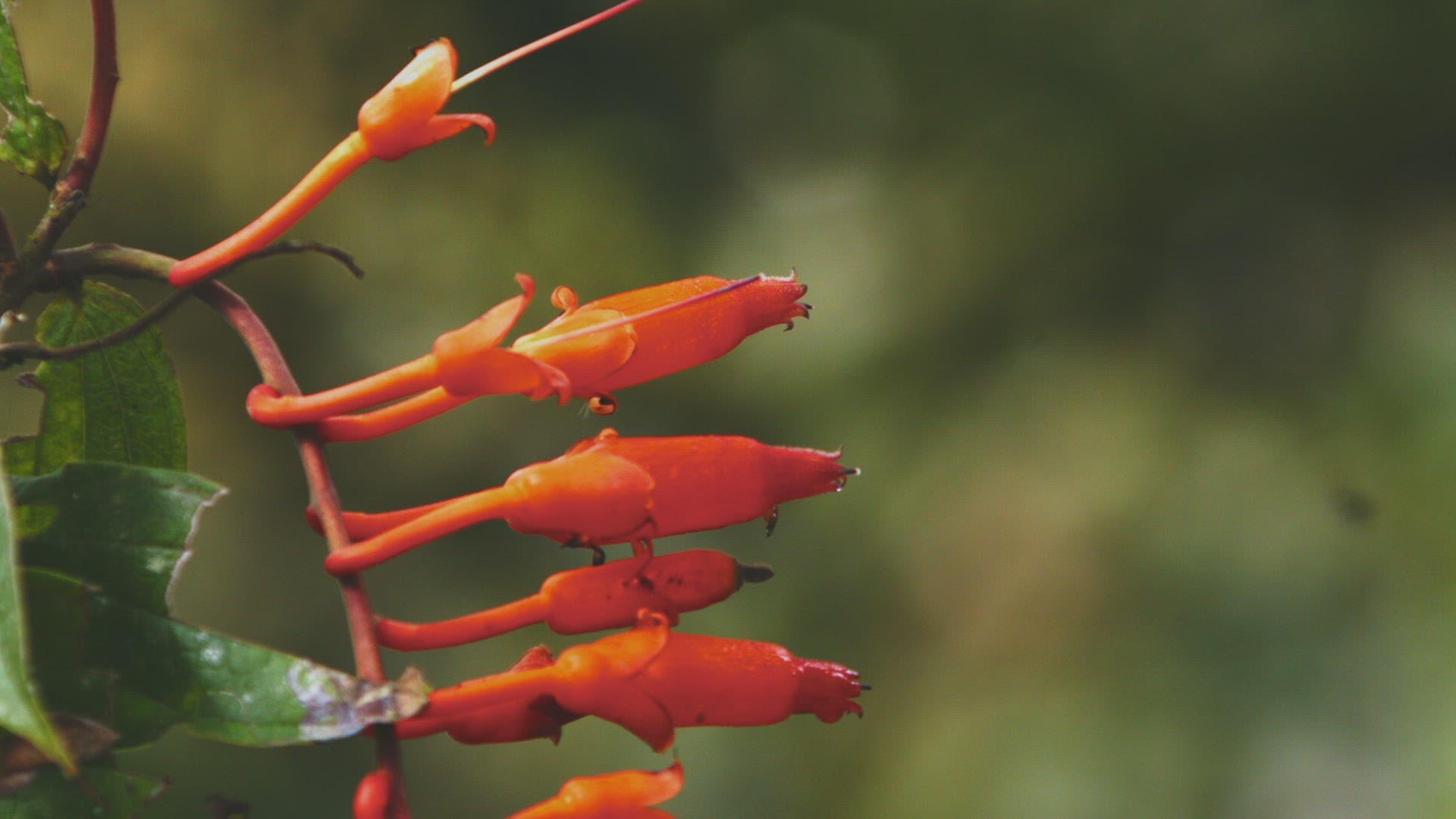 294119649 / Rufous-Tailed Hummingbird / Floating / Tandayapa