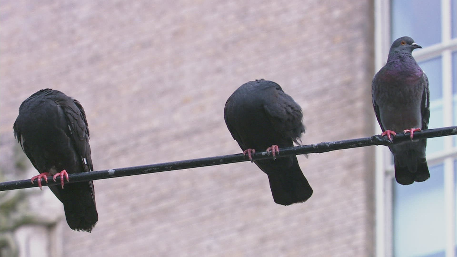 776517514 / Pigeon / Crouching / New York City