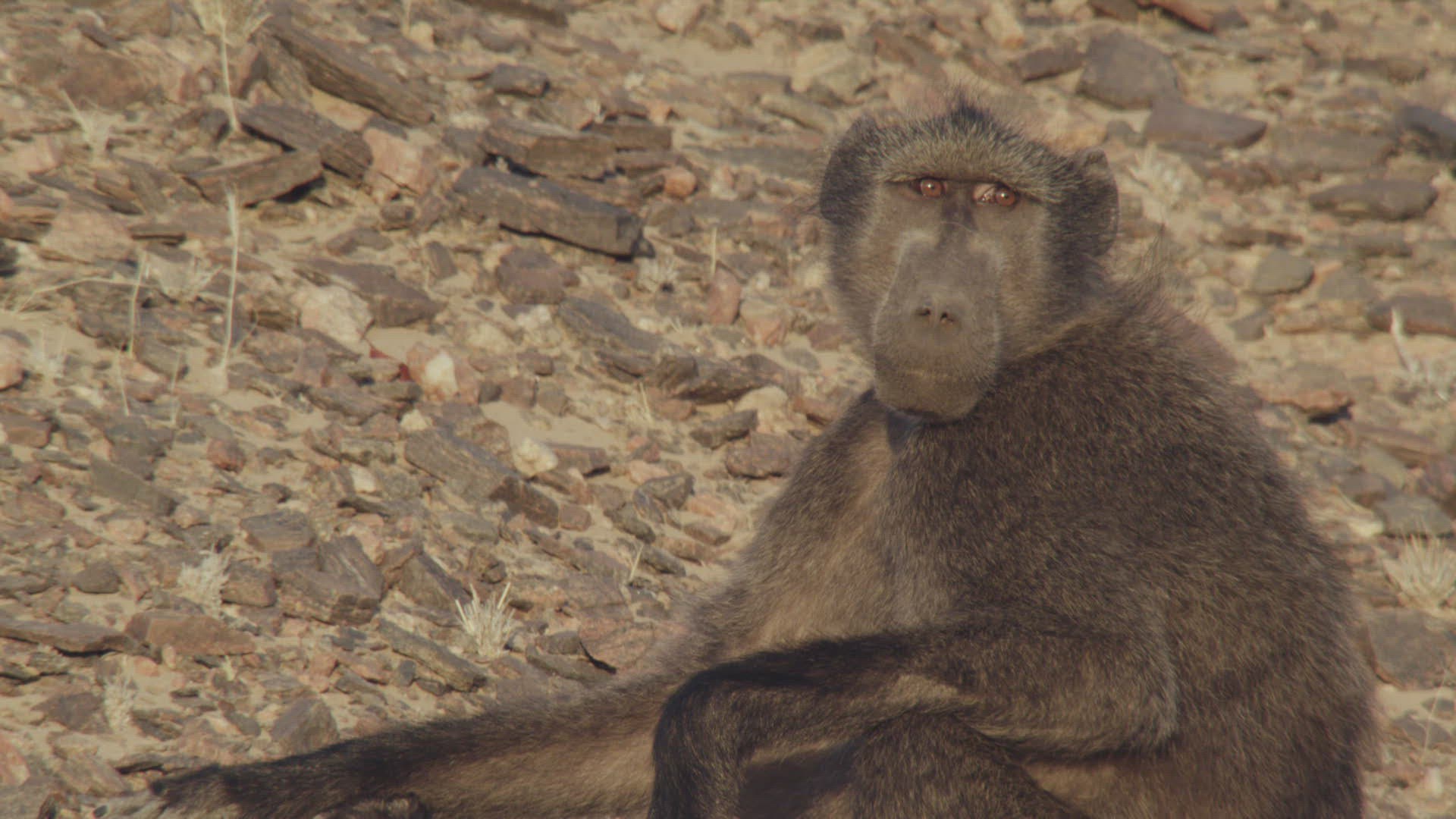 509493620 / Chacma Baboon / Looking Away / Namibia