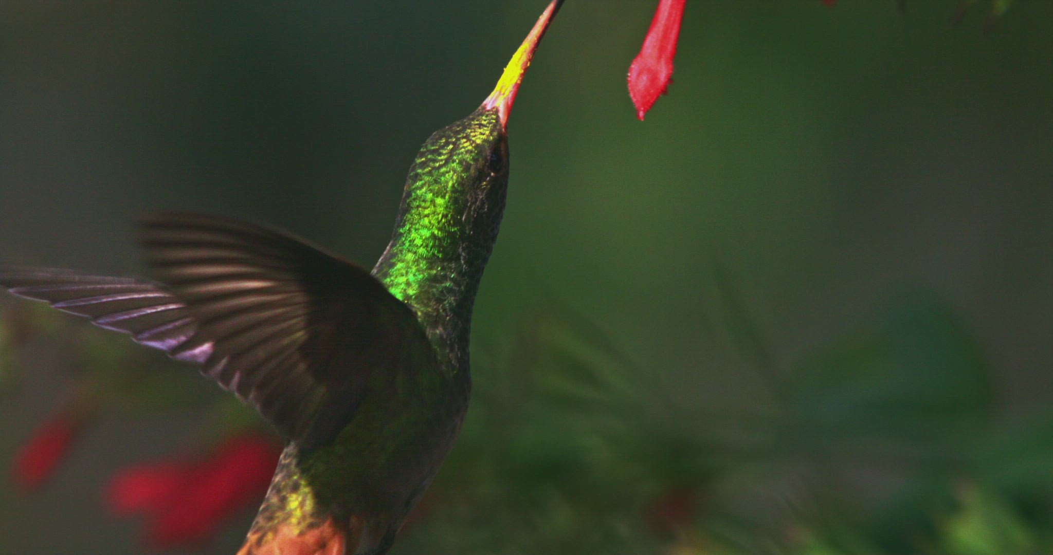711569144 / Rufous-Tailed Hummingbird / Floating / Tandayapa